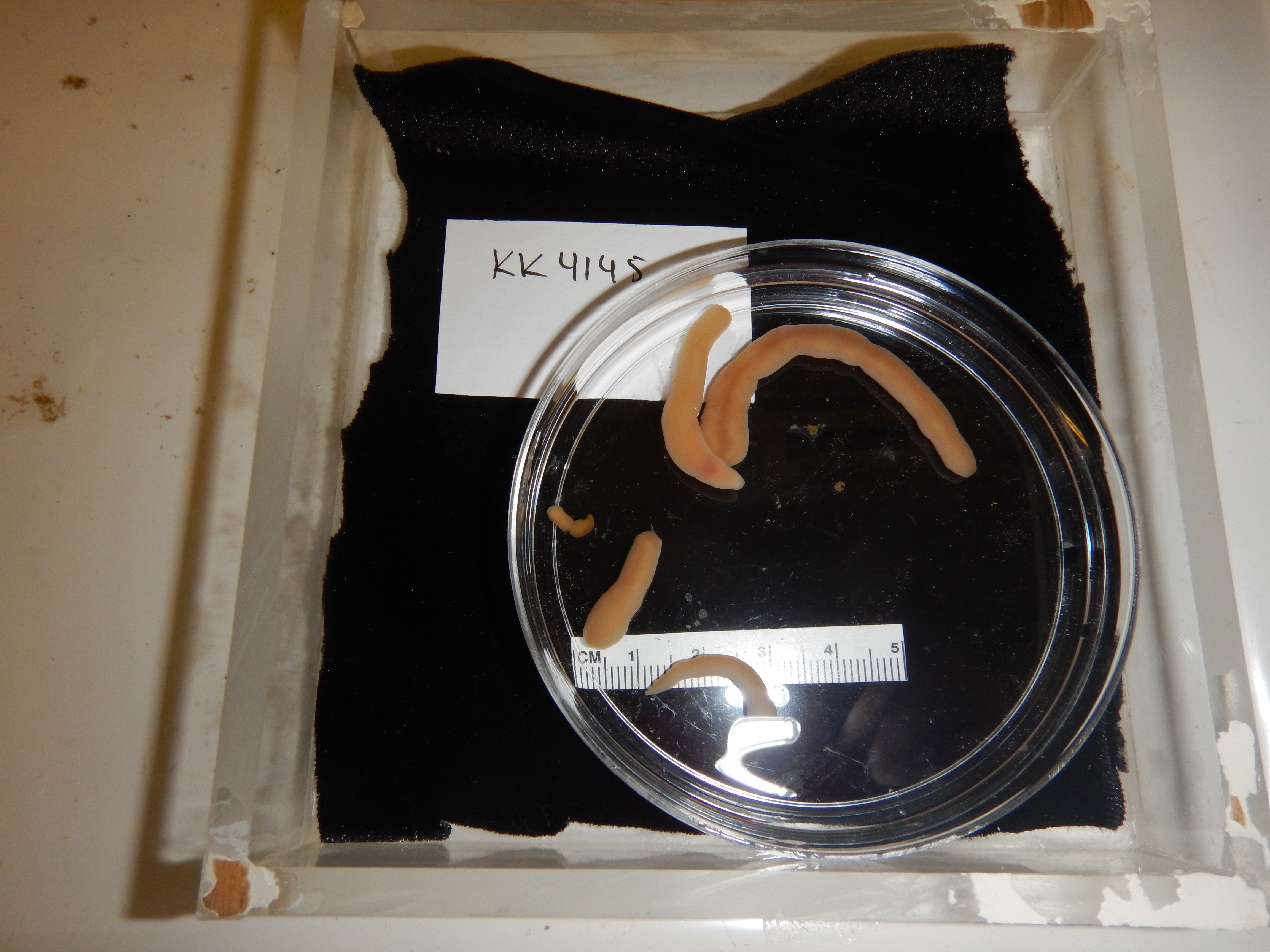 Parborlasia corrugatus