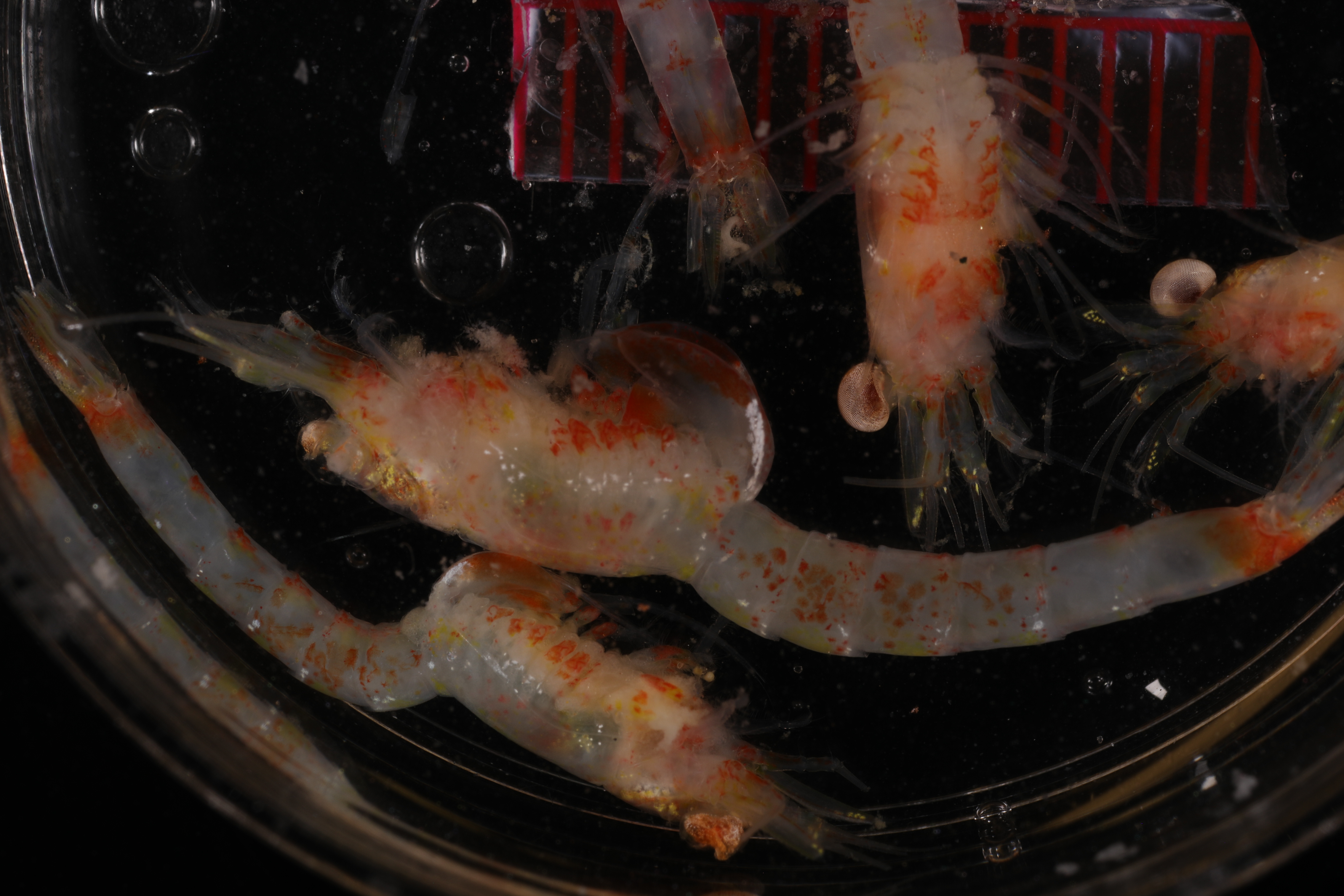 Specimen media