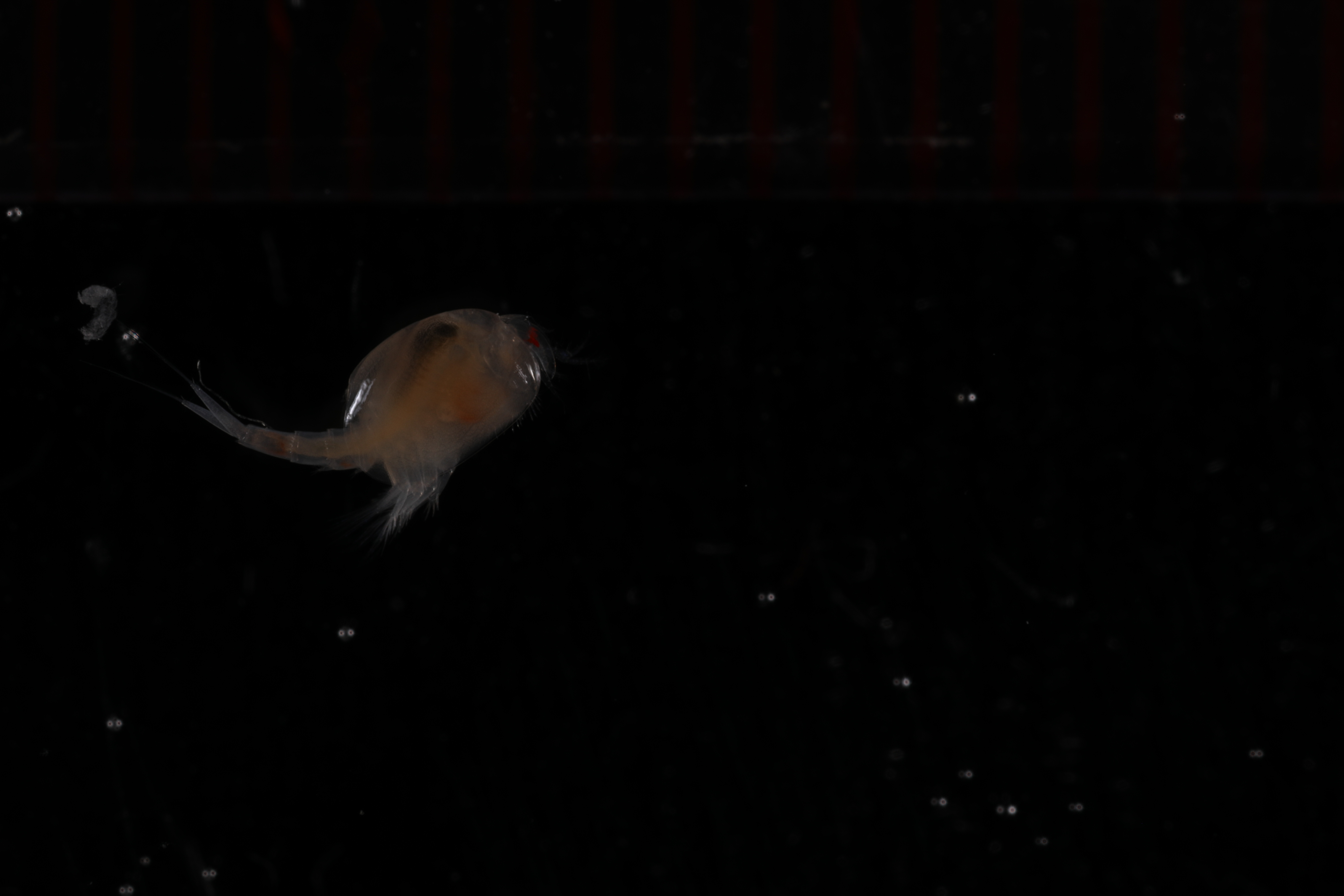 Leptostraca