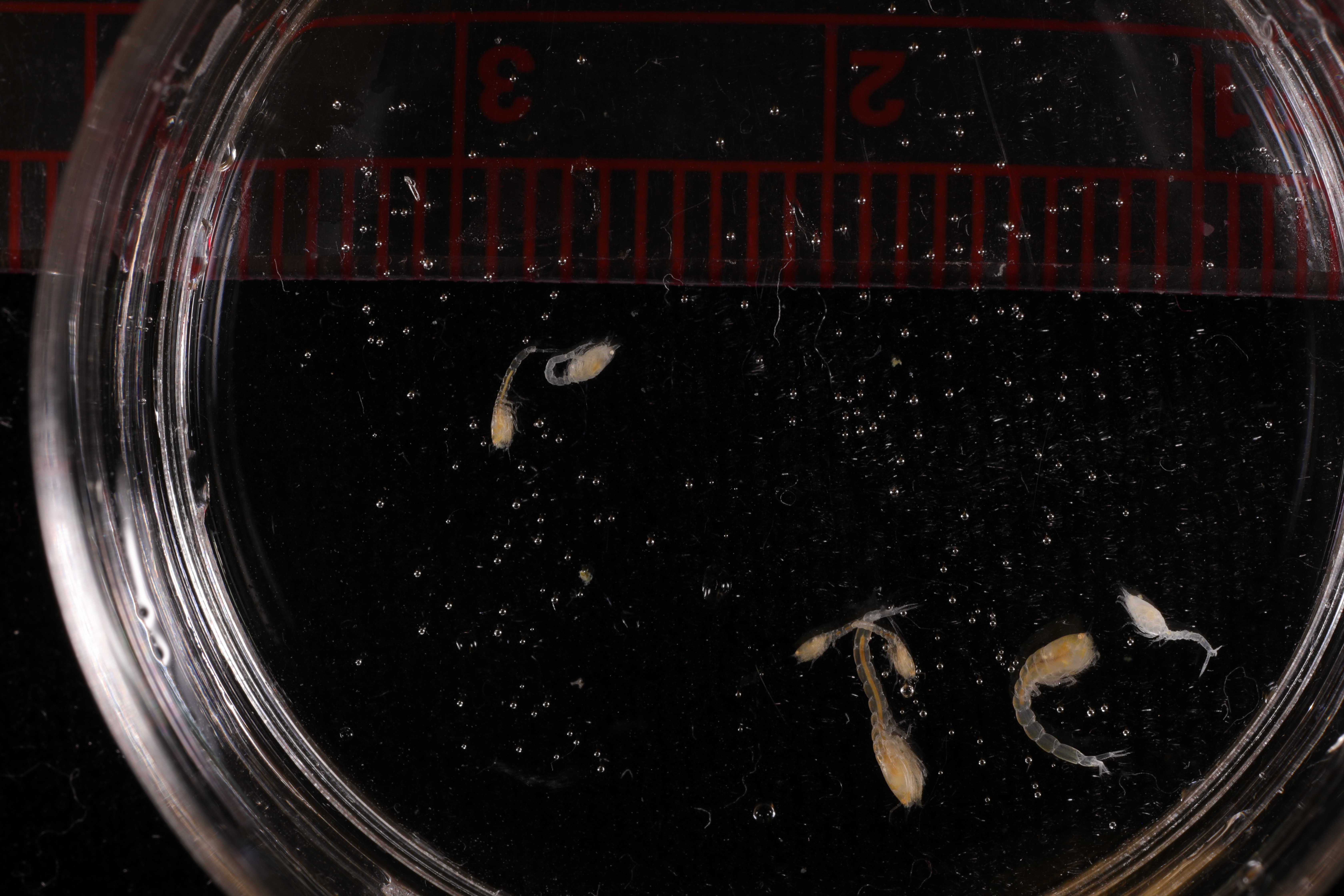 Specimen media