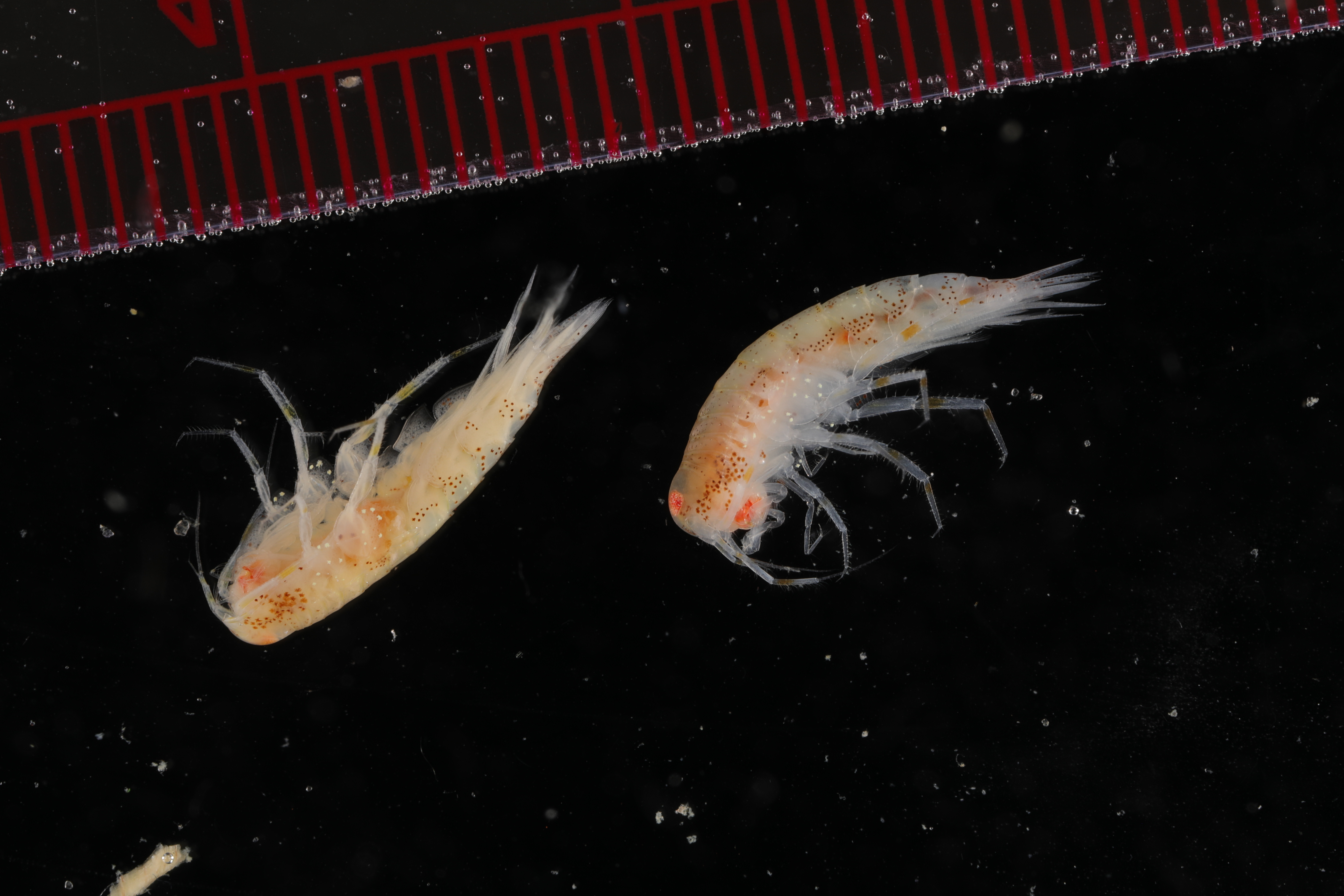 Specimen media