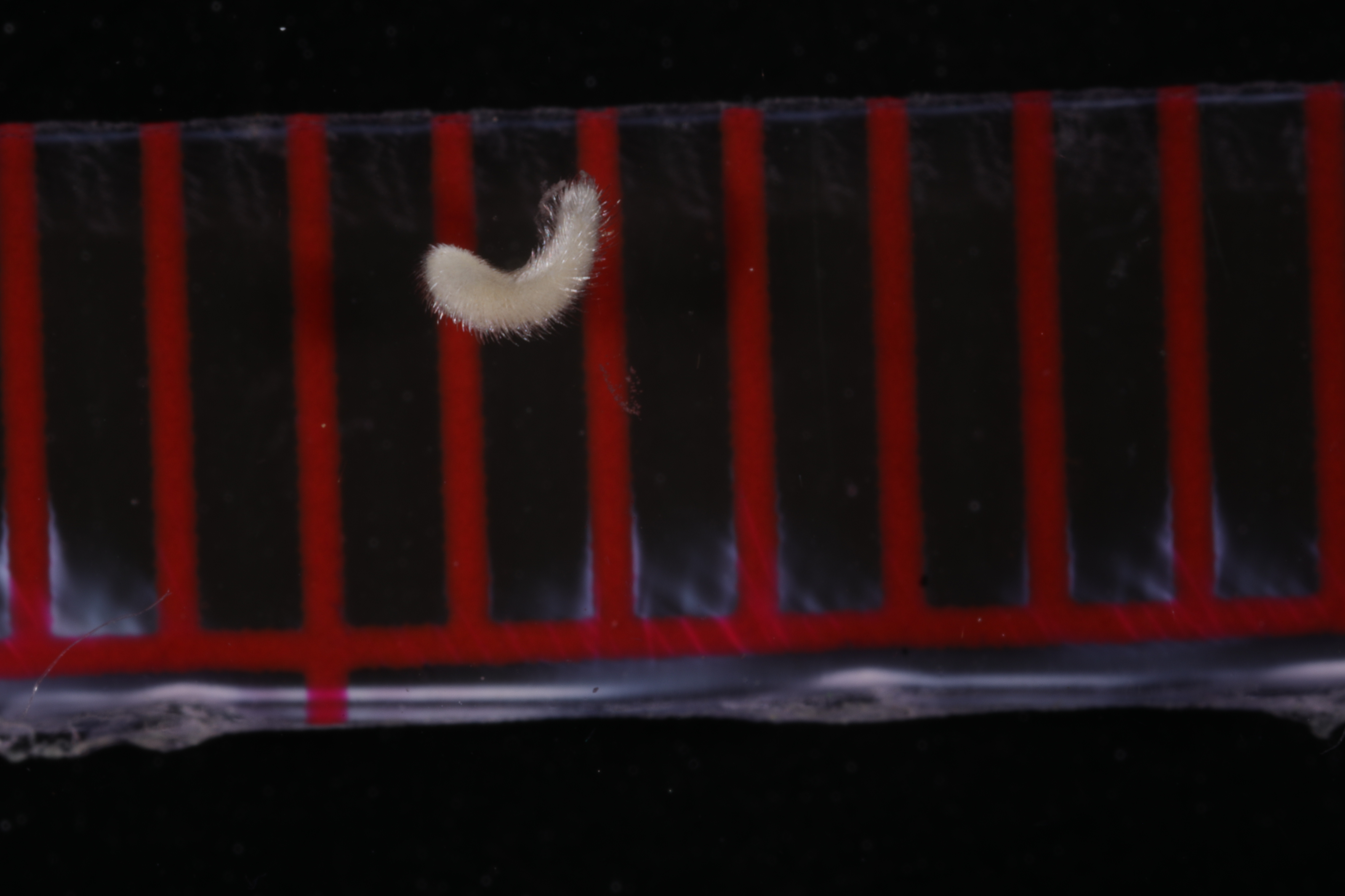 Pruvotinidae