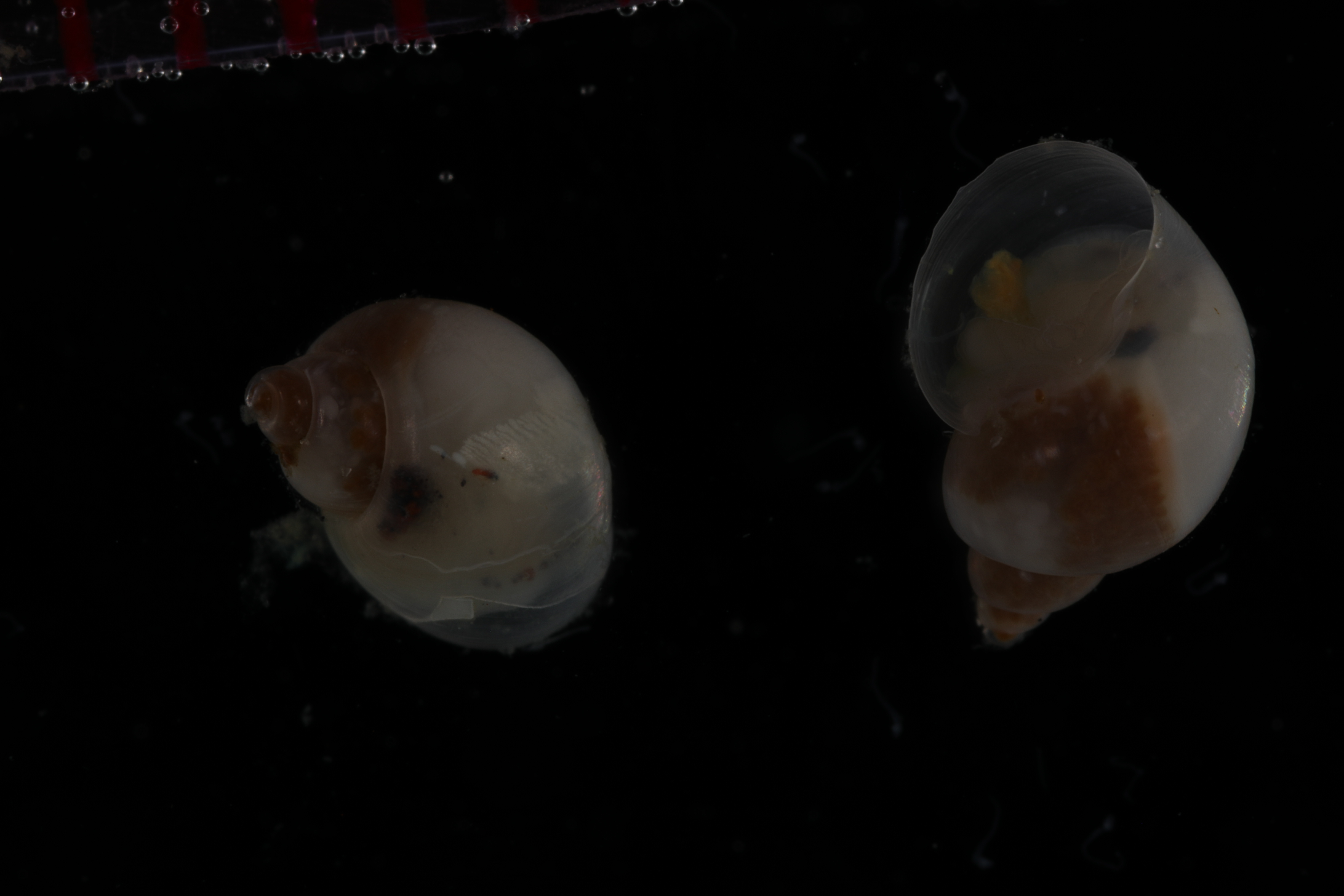 Vetigastropoda