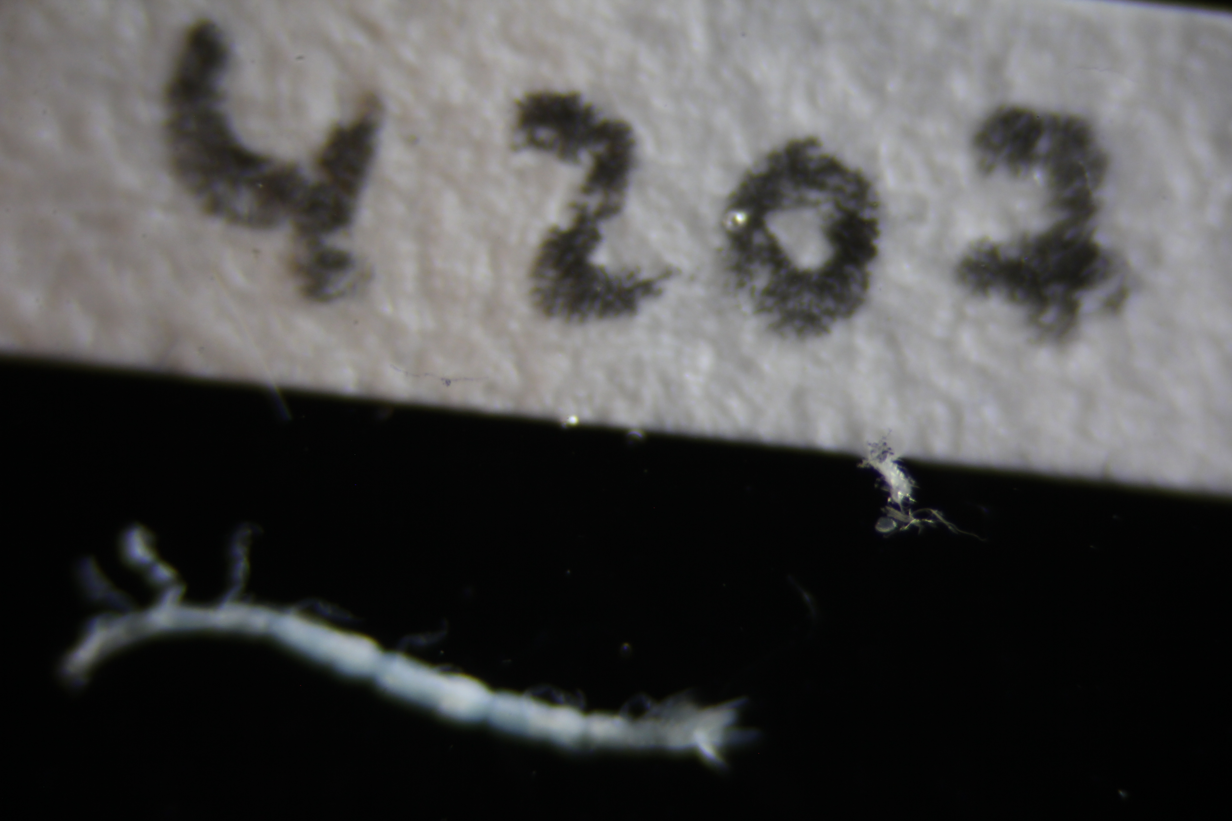 Specimen media