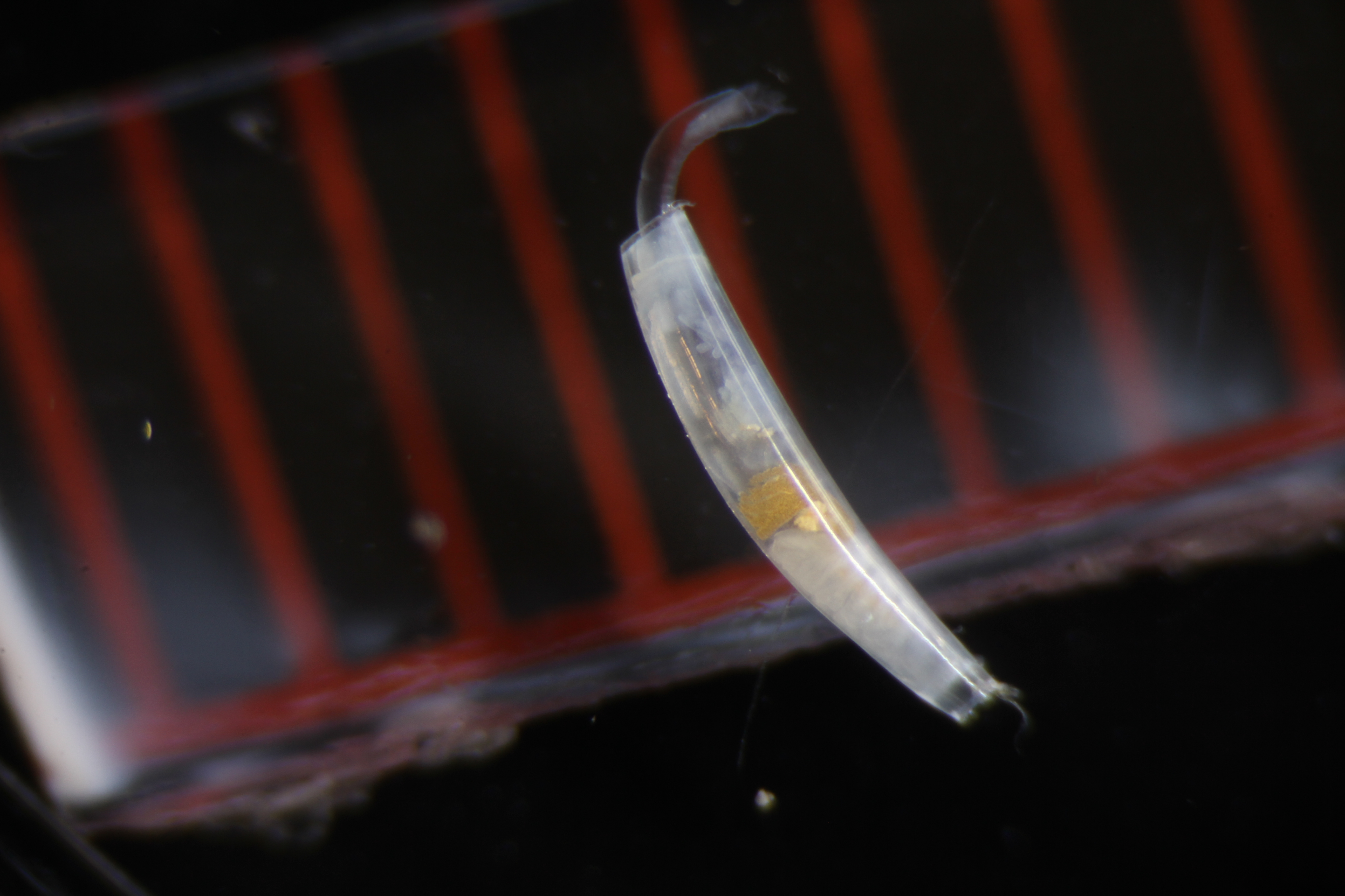 Specimen media