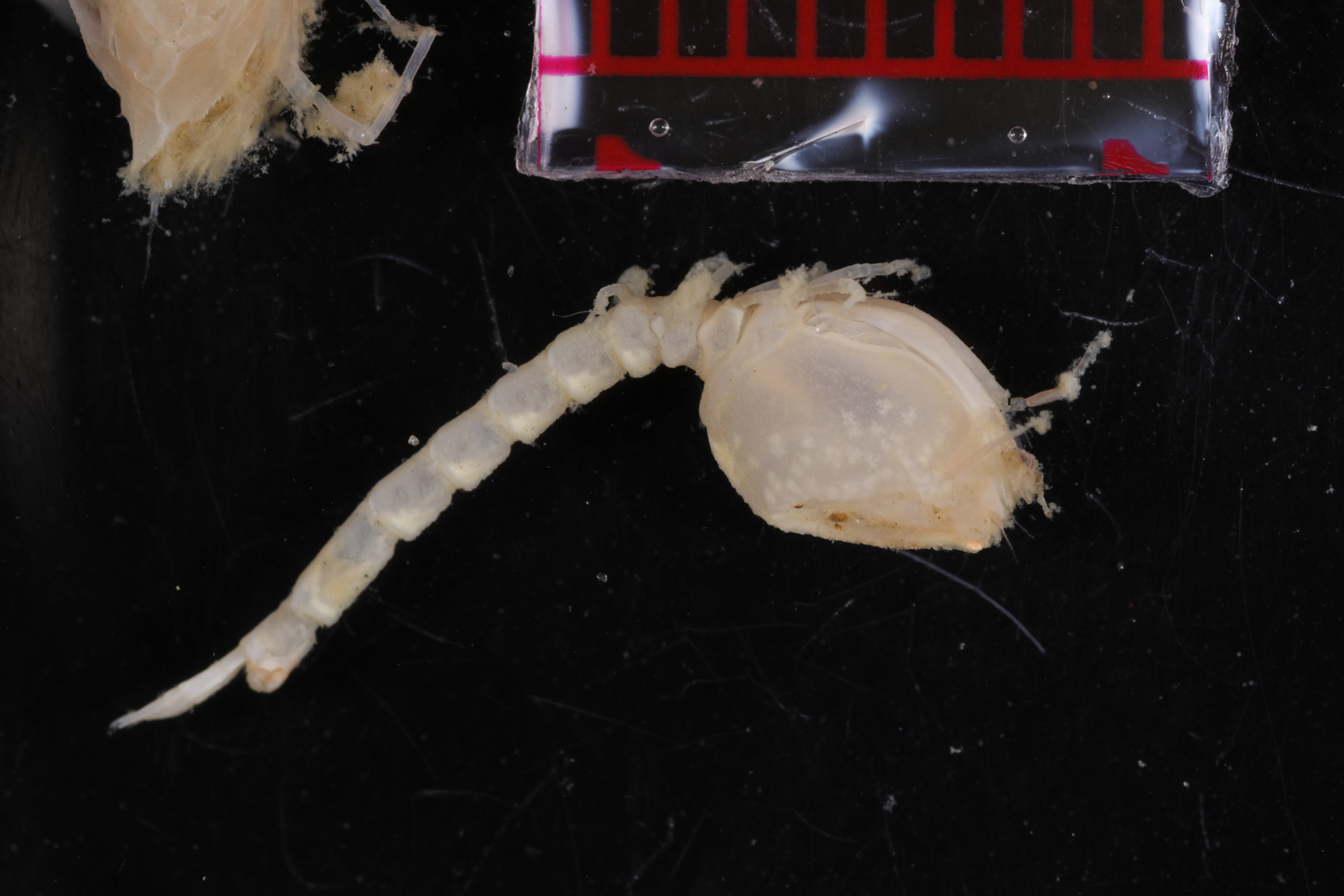 Specimen media