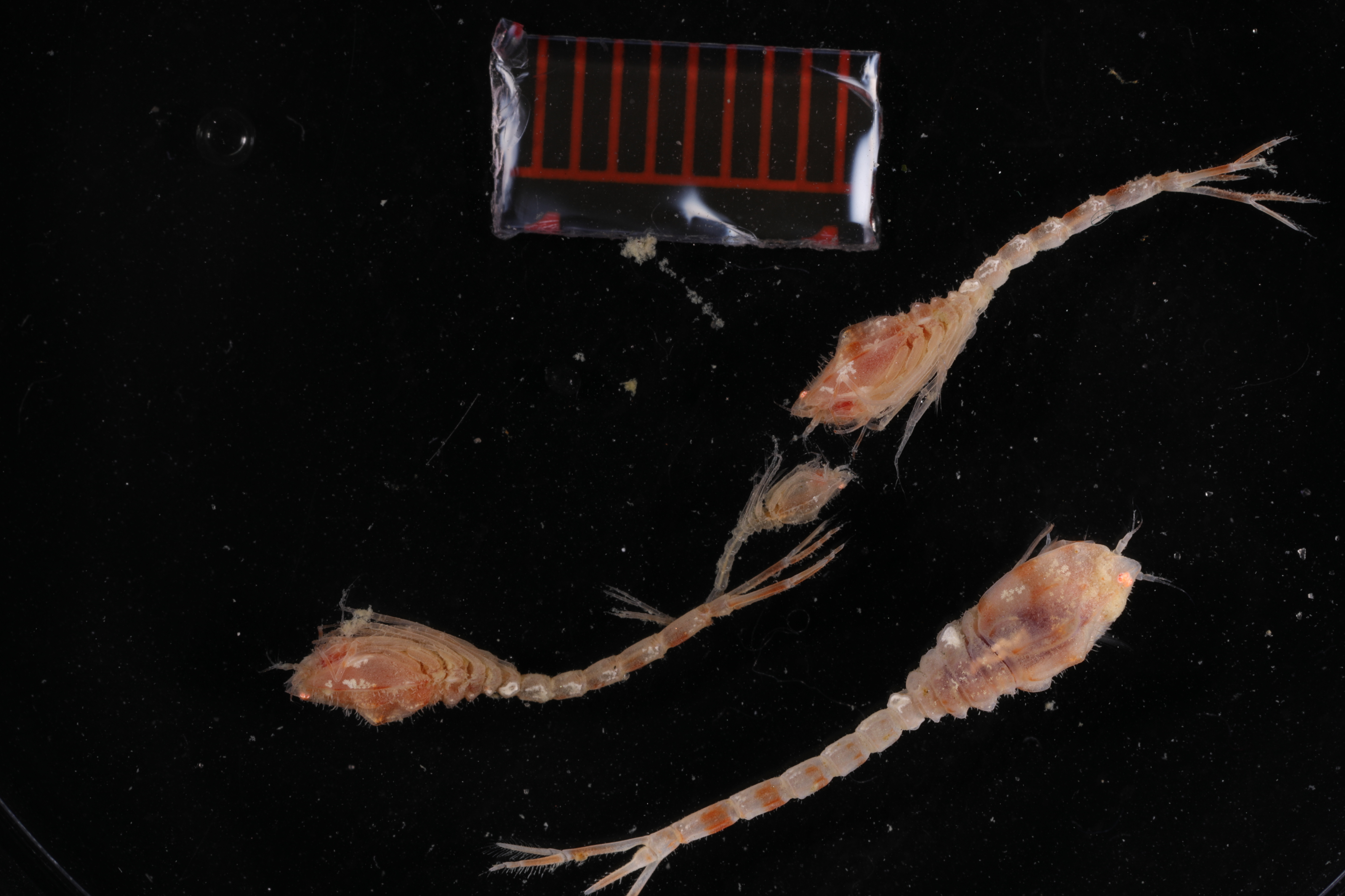 Platytyphlops mawsoni