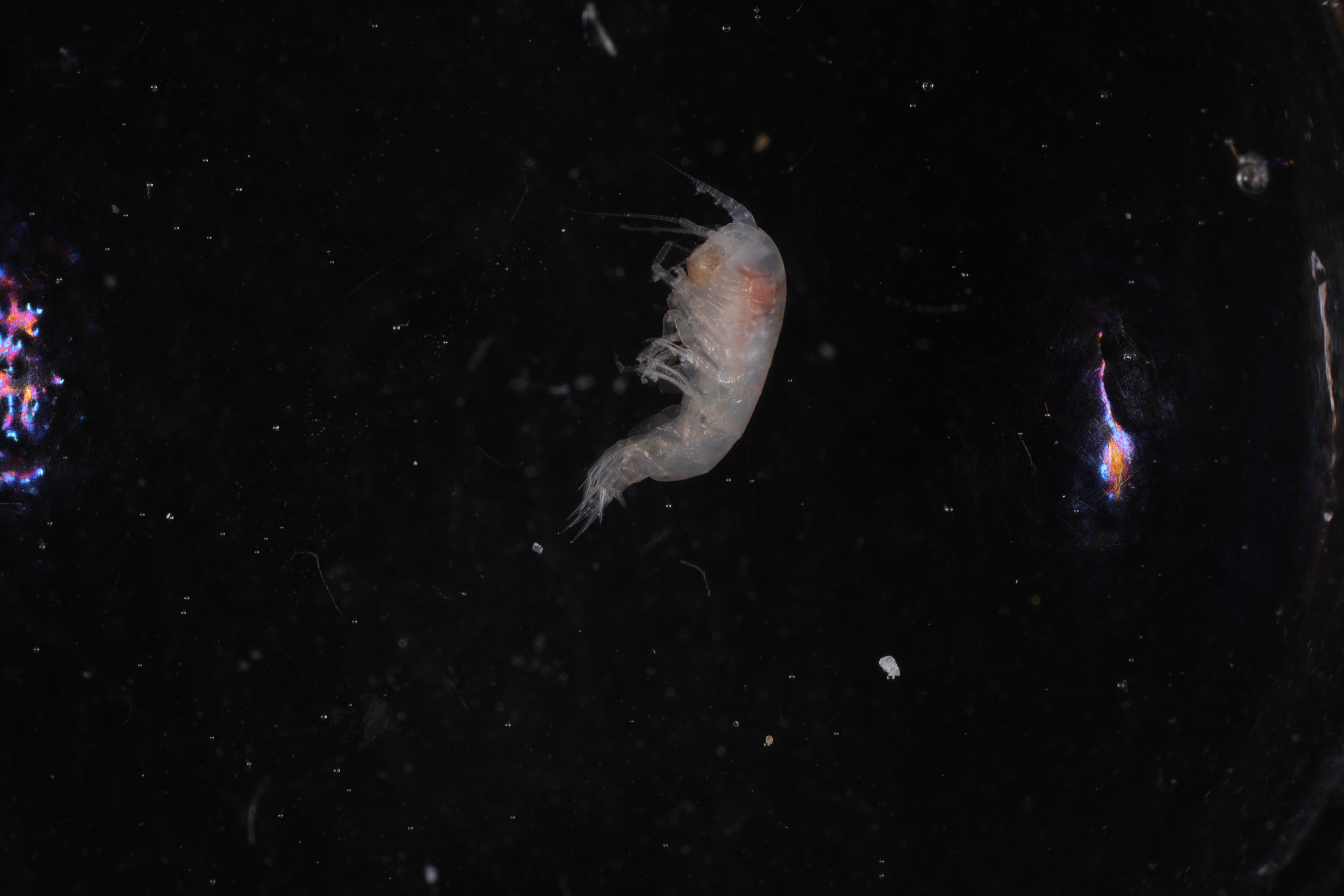 Aristias antarcticus