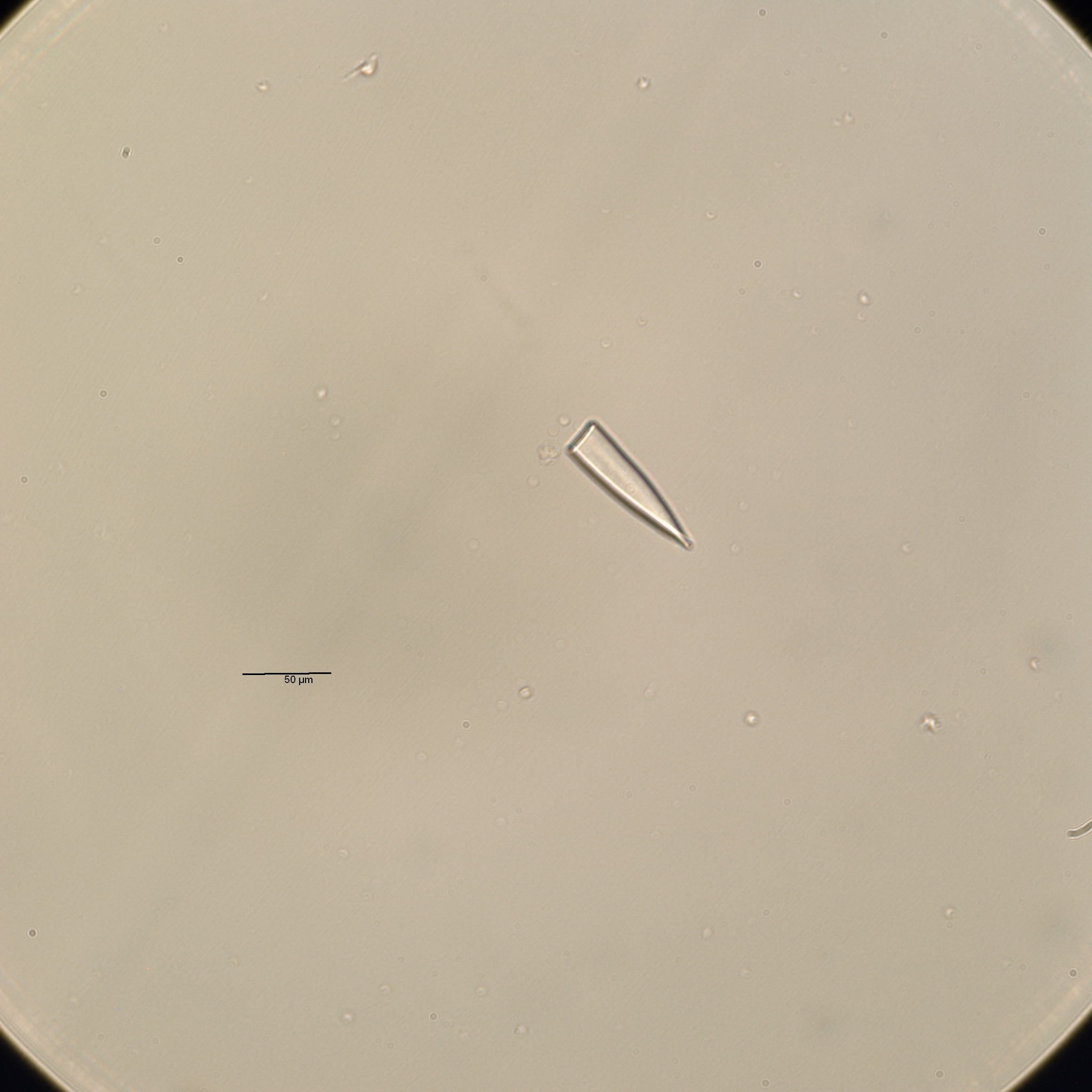 Specimen media