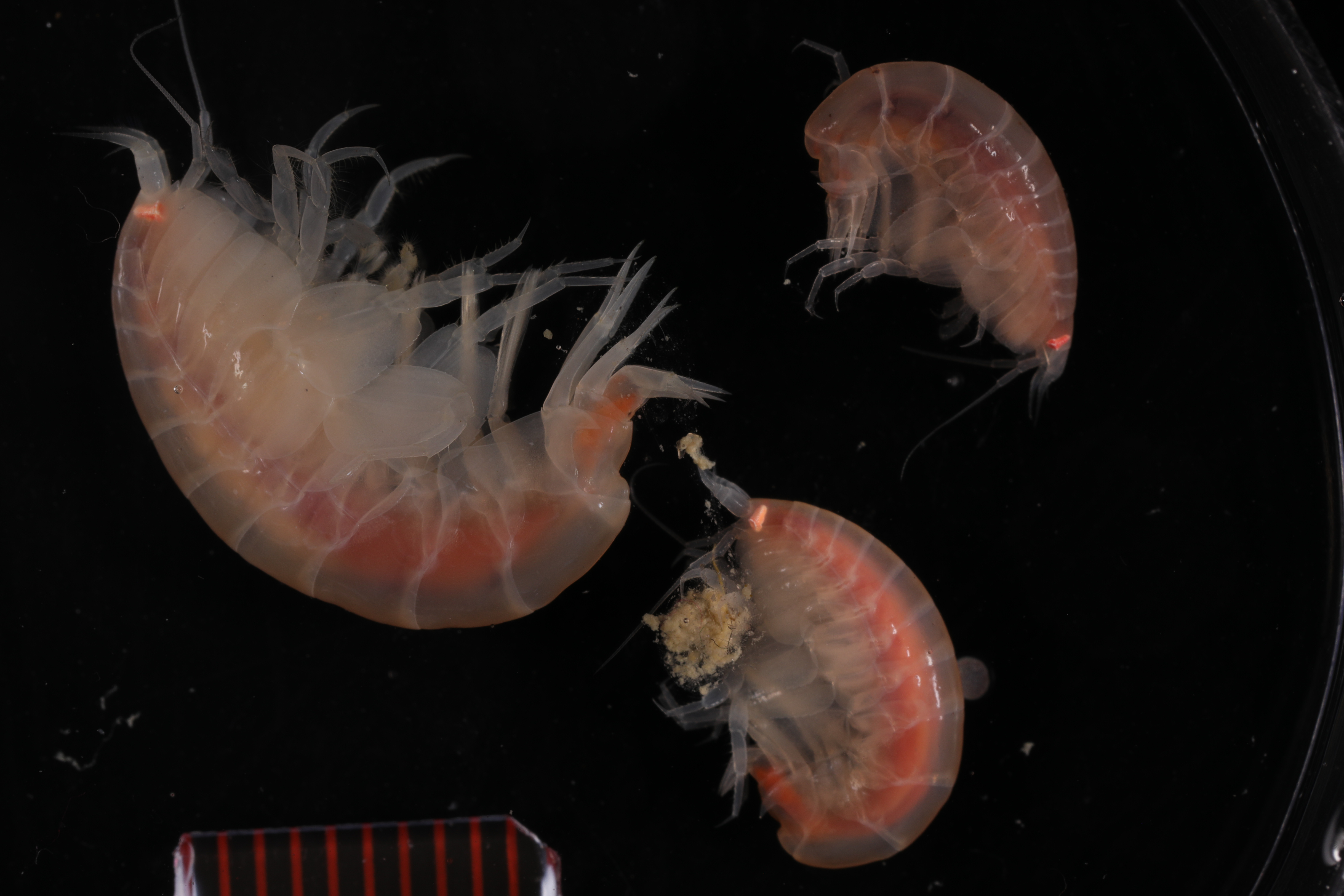 Specimen media