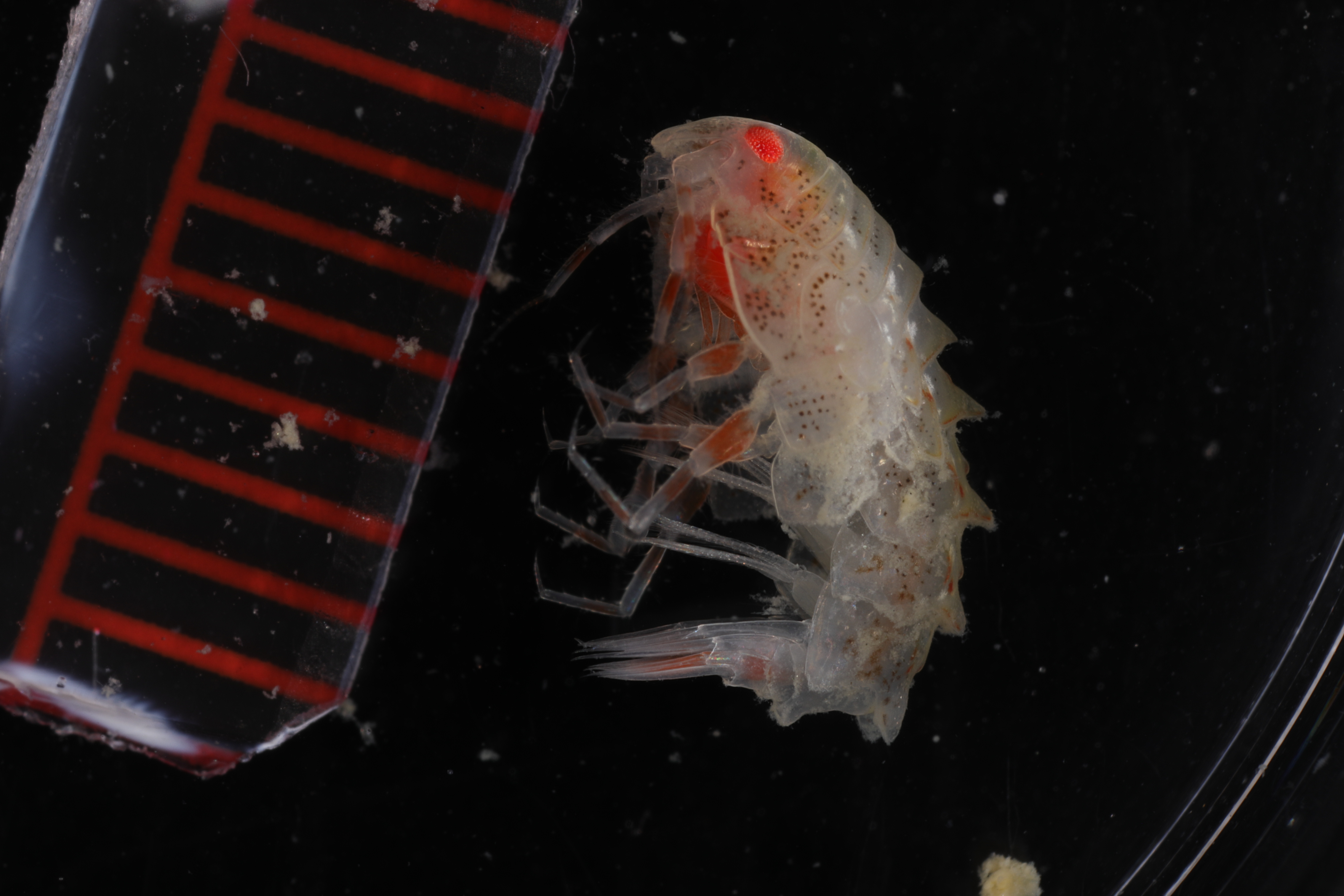 Specimen media