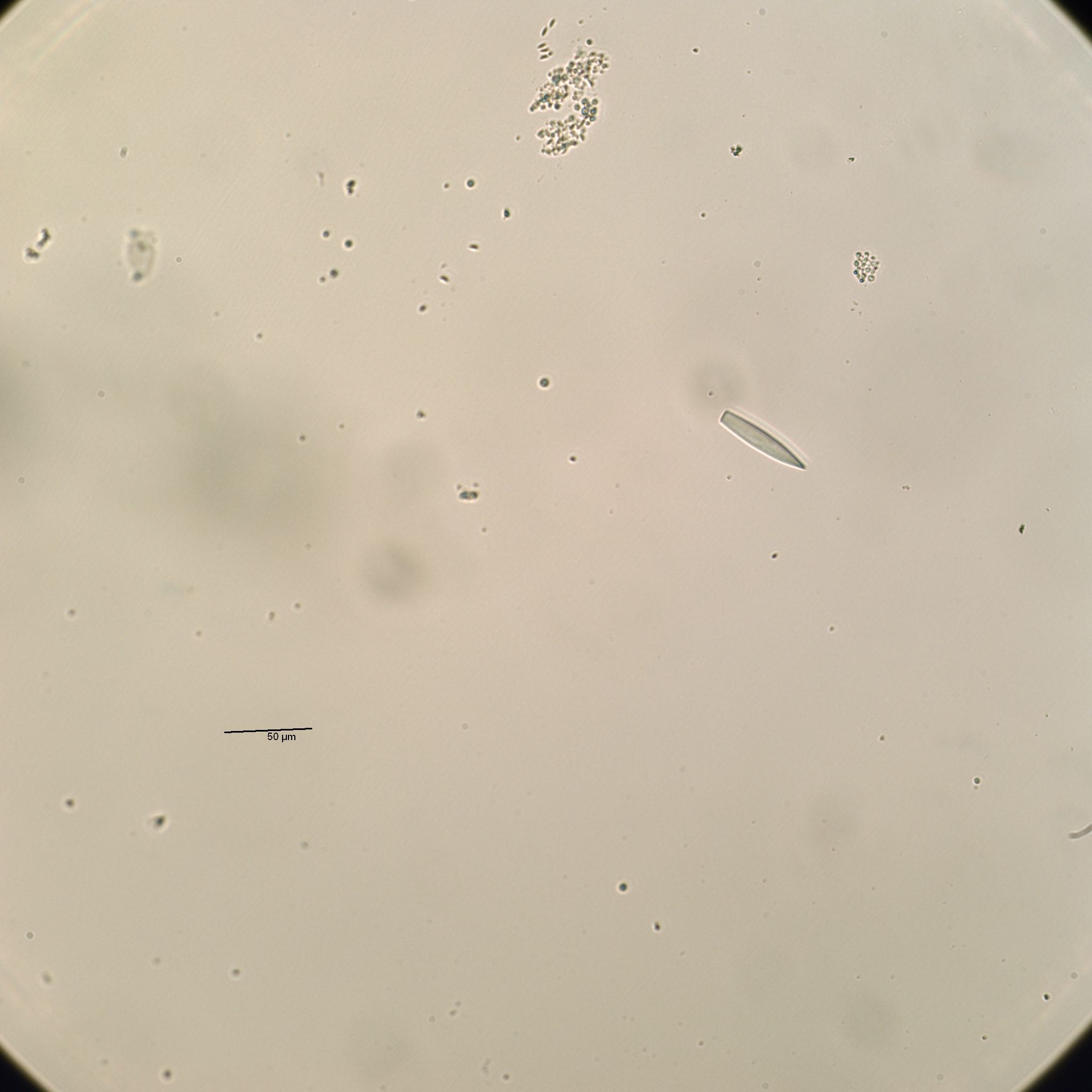 Dondersiidae
