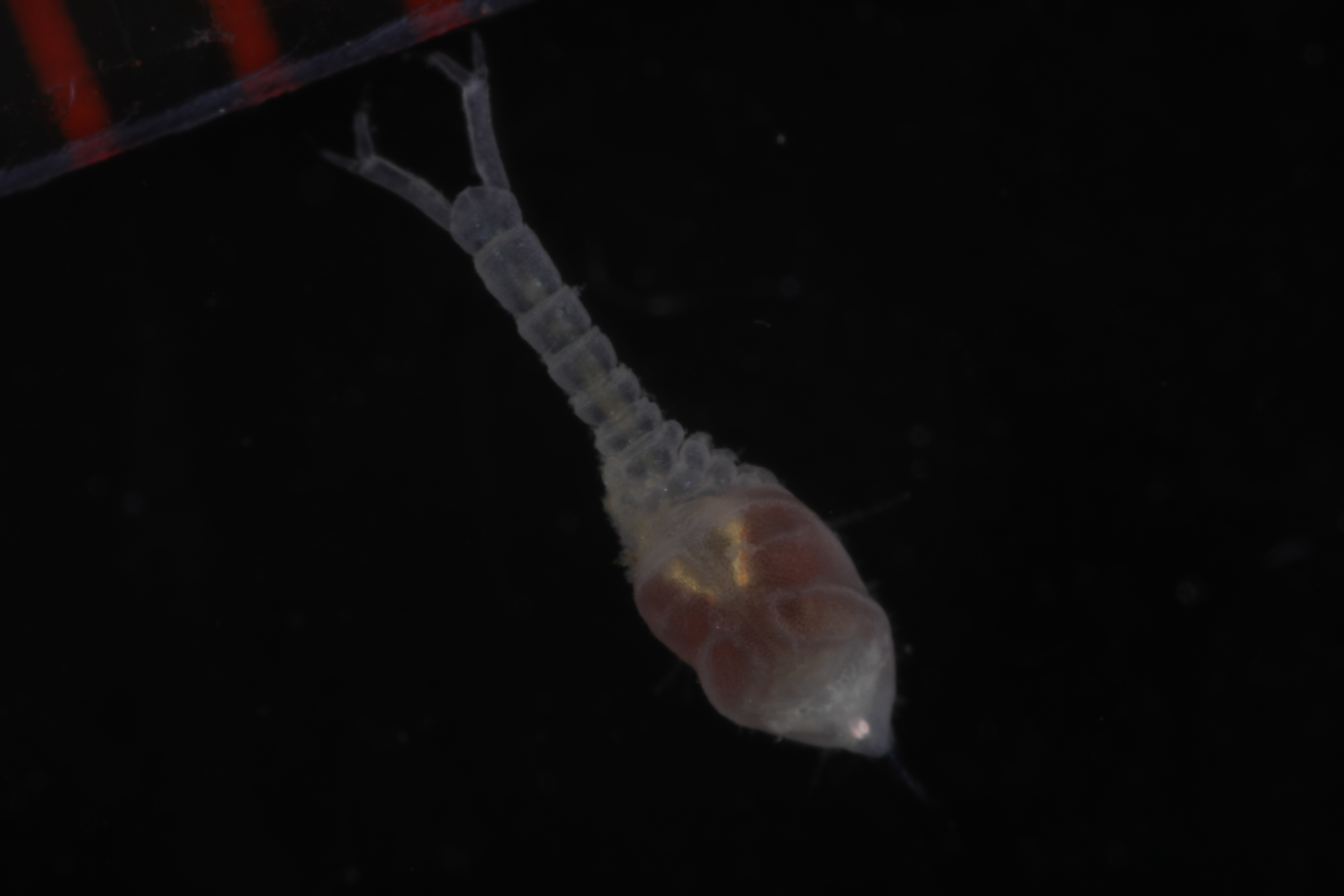 Campylaspis quadriplicata