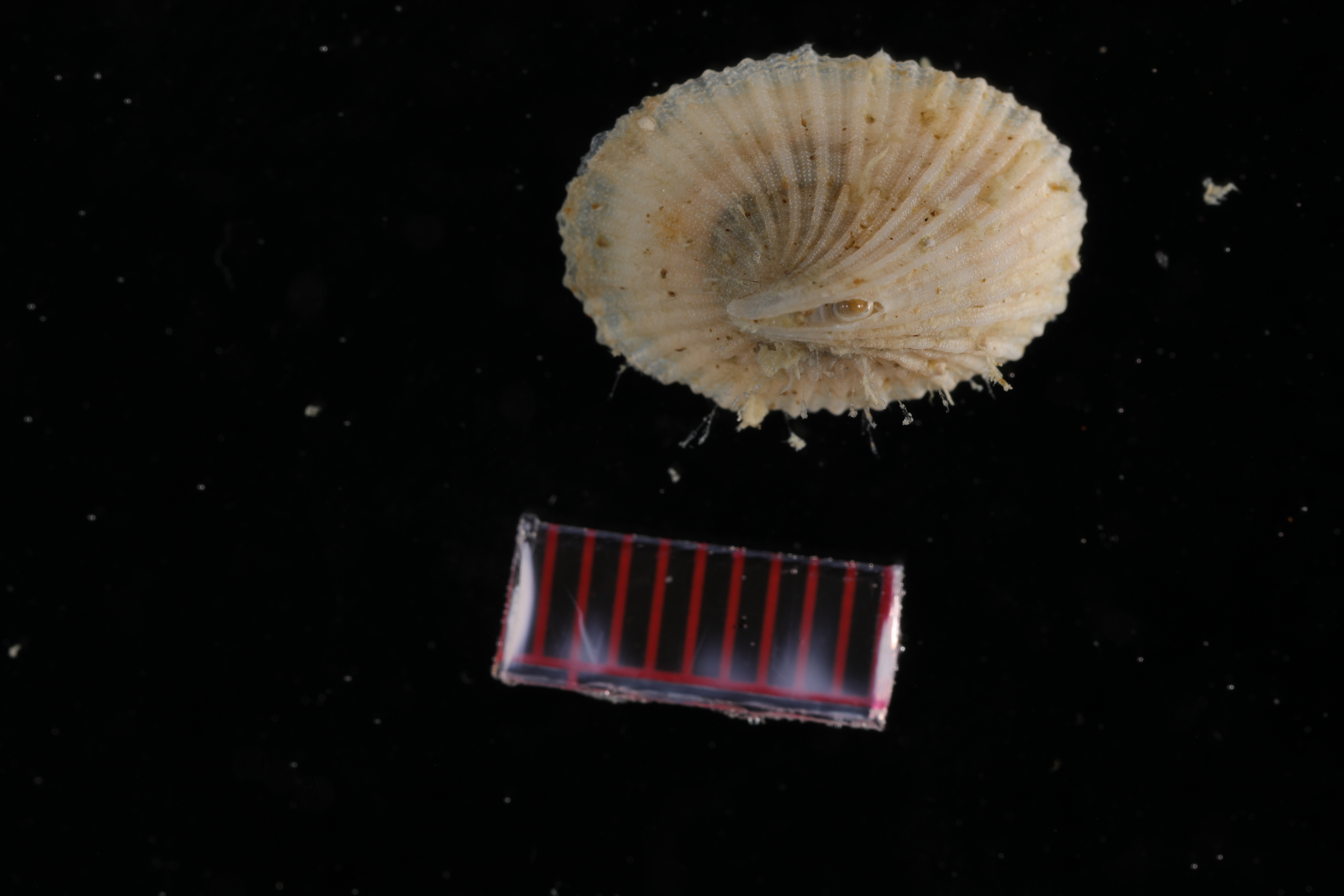 Specimen media