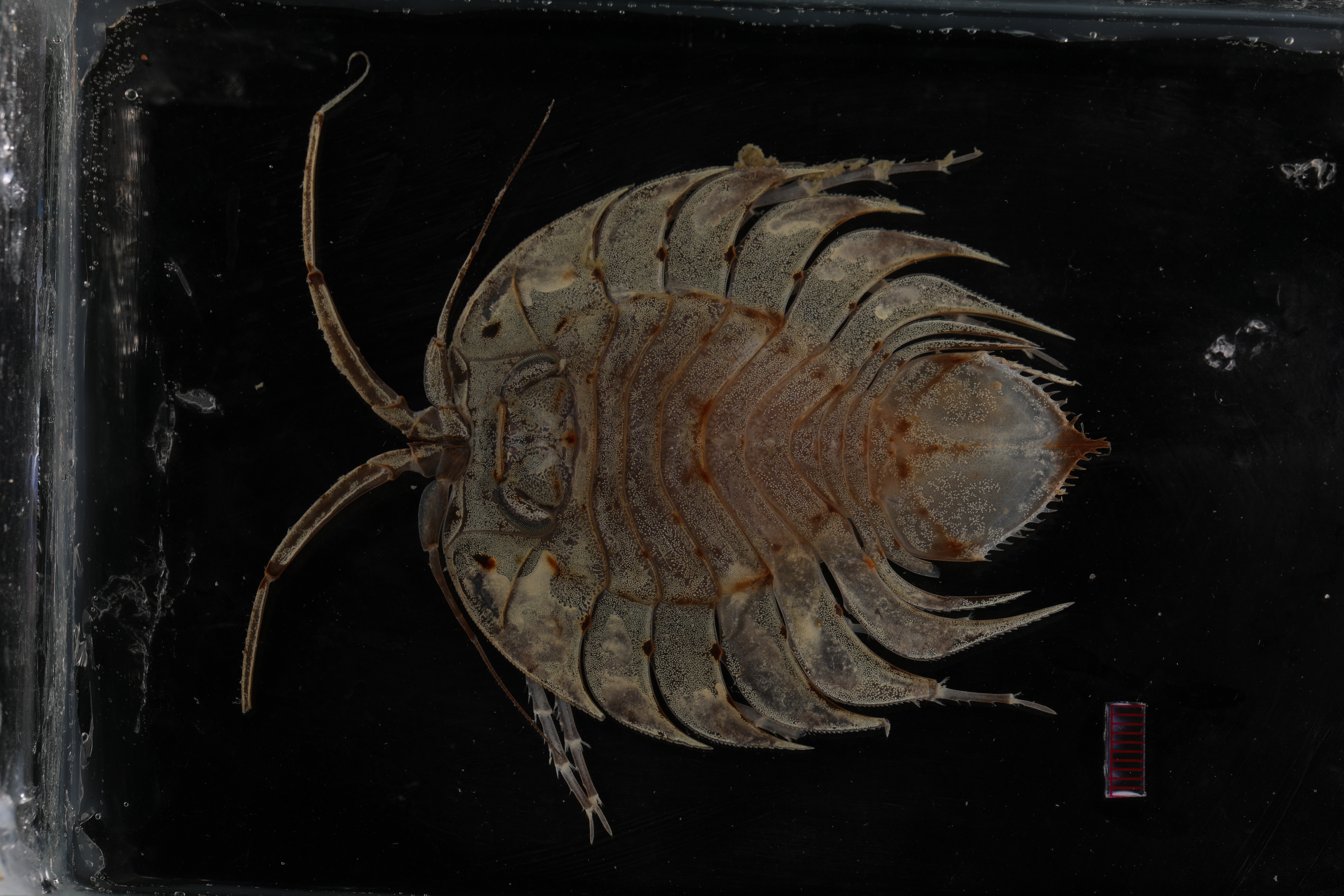 Ceratoserolis trilobitoides