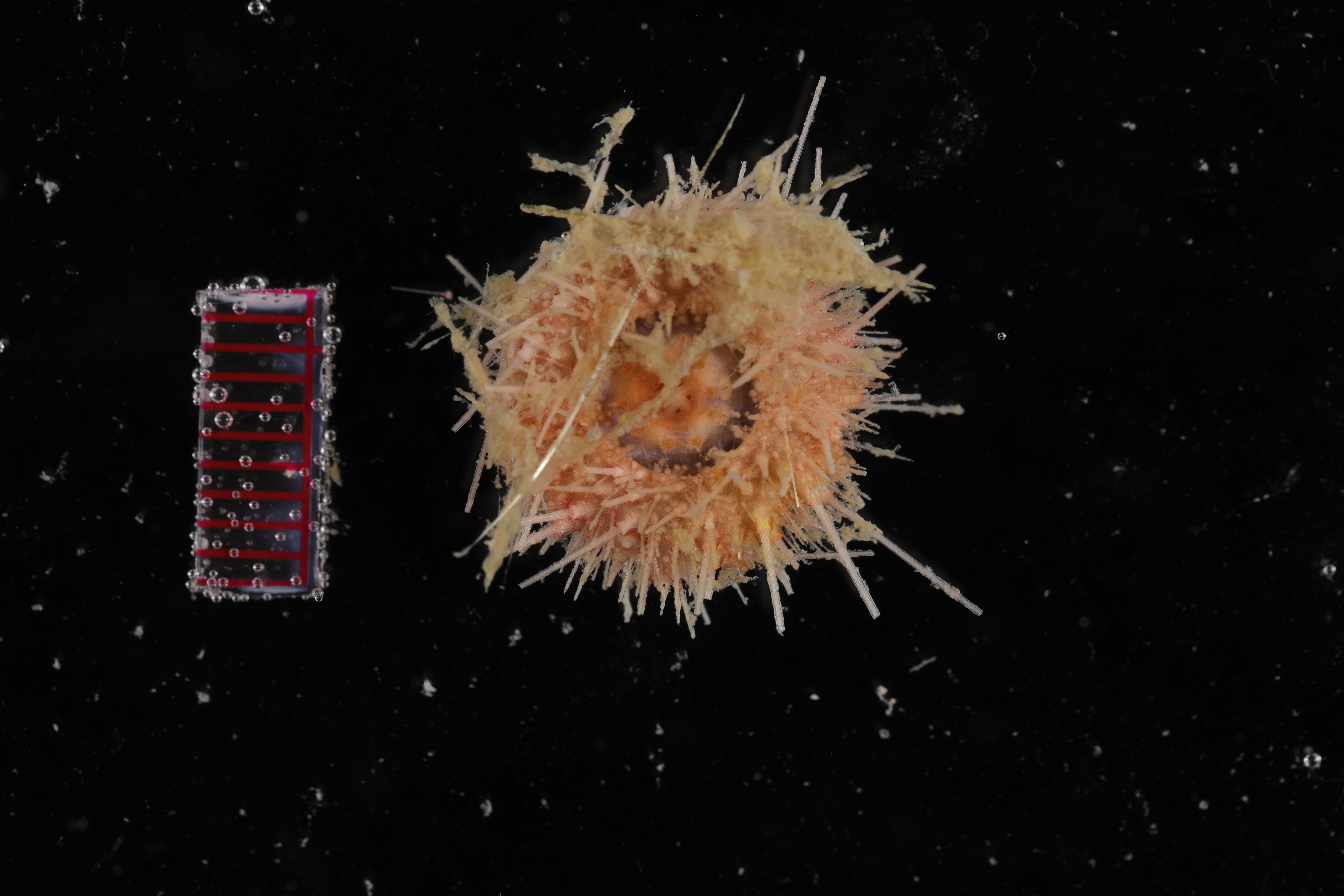 Specimen media