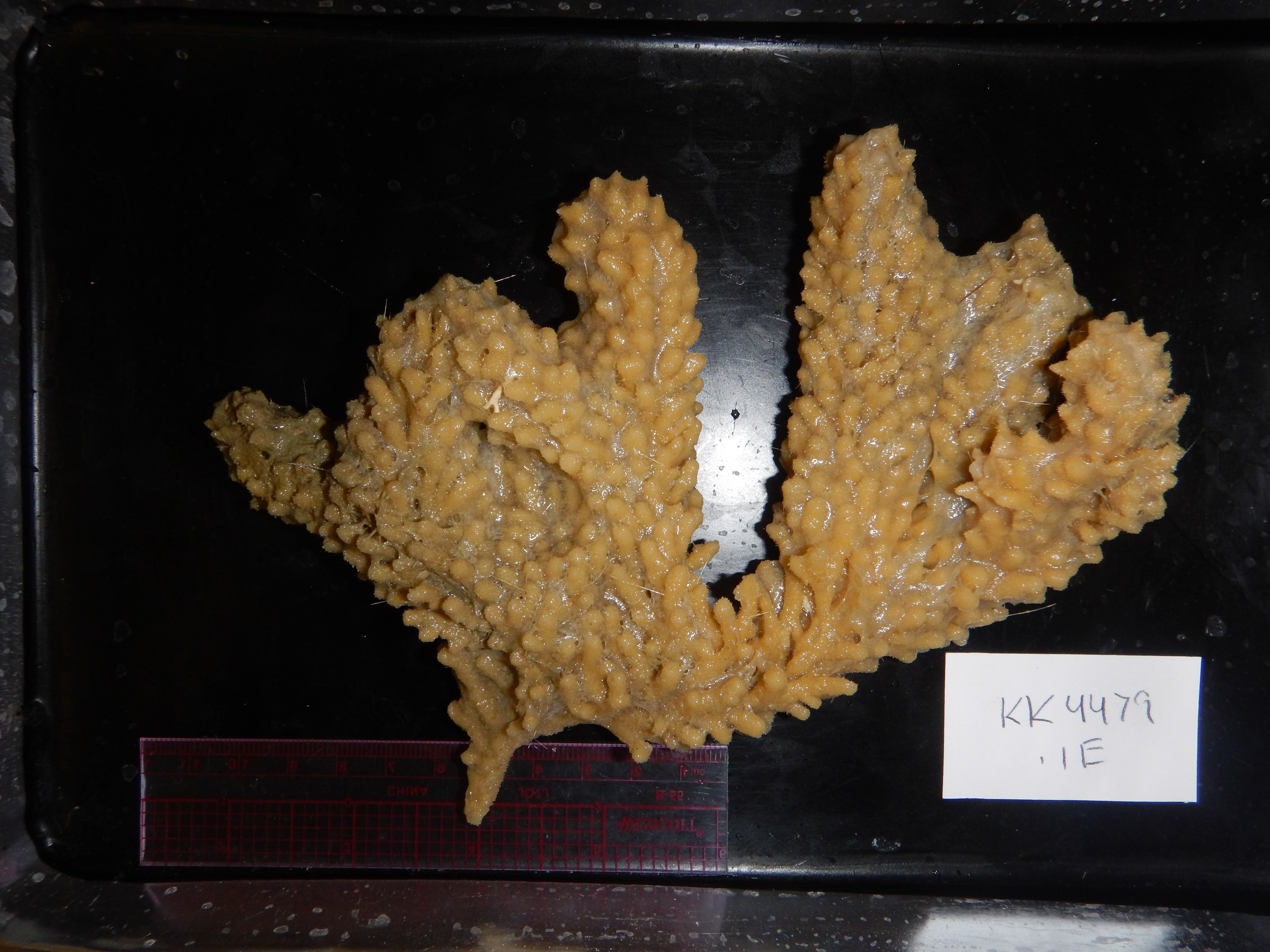 Specimen media