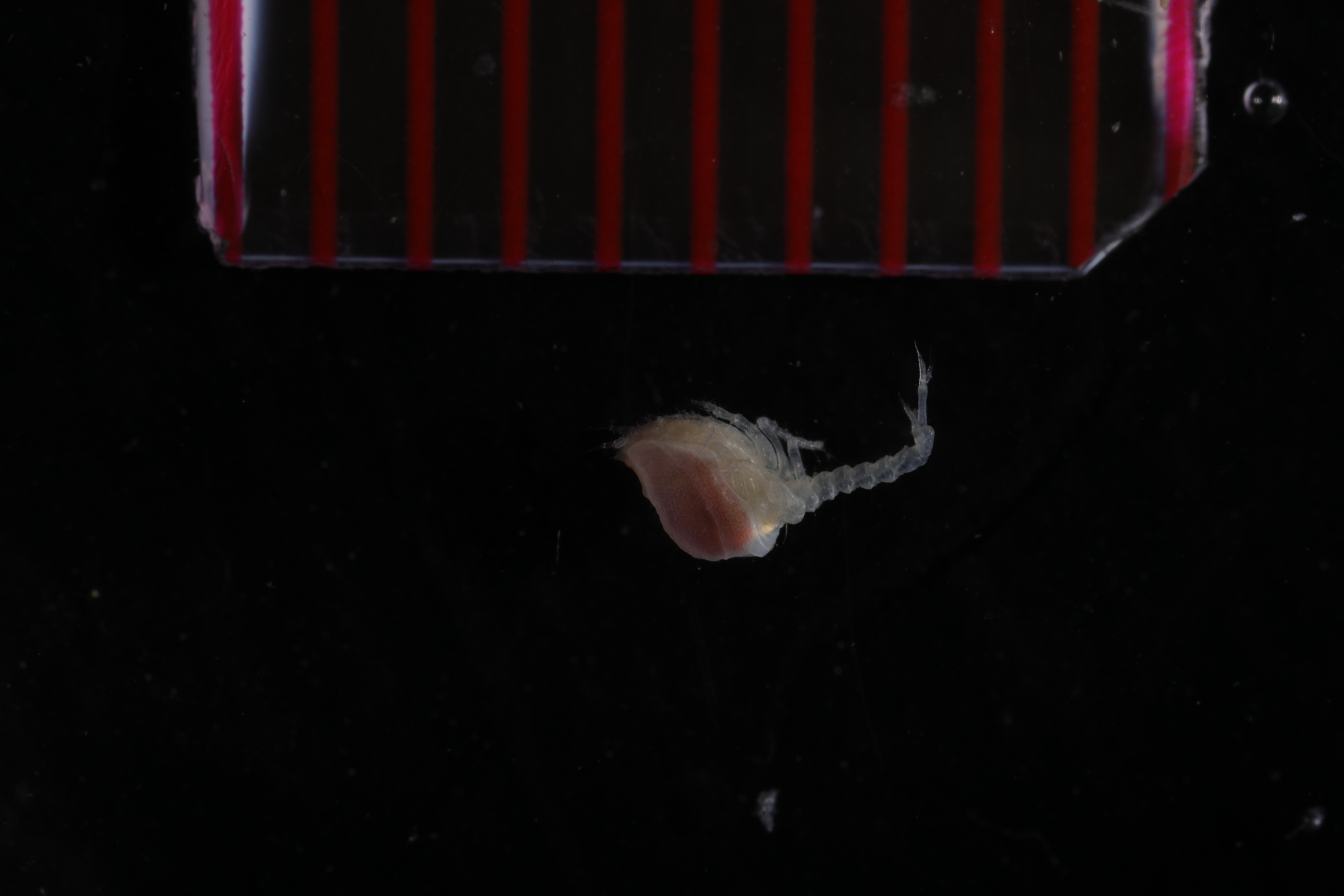 Campylaspis johnstoni