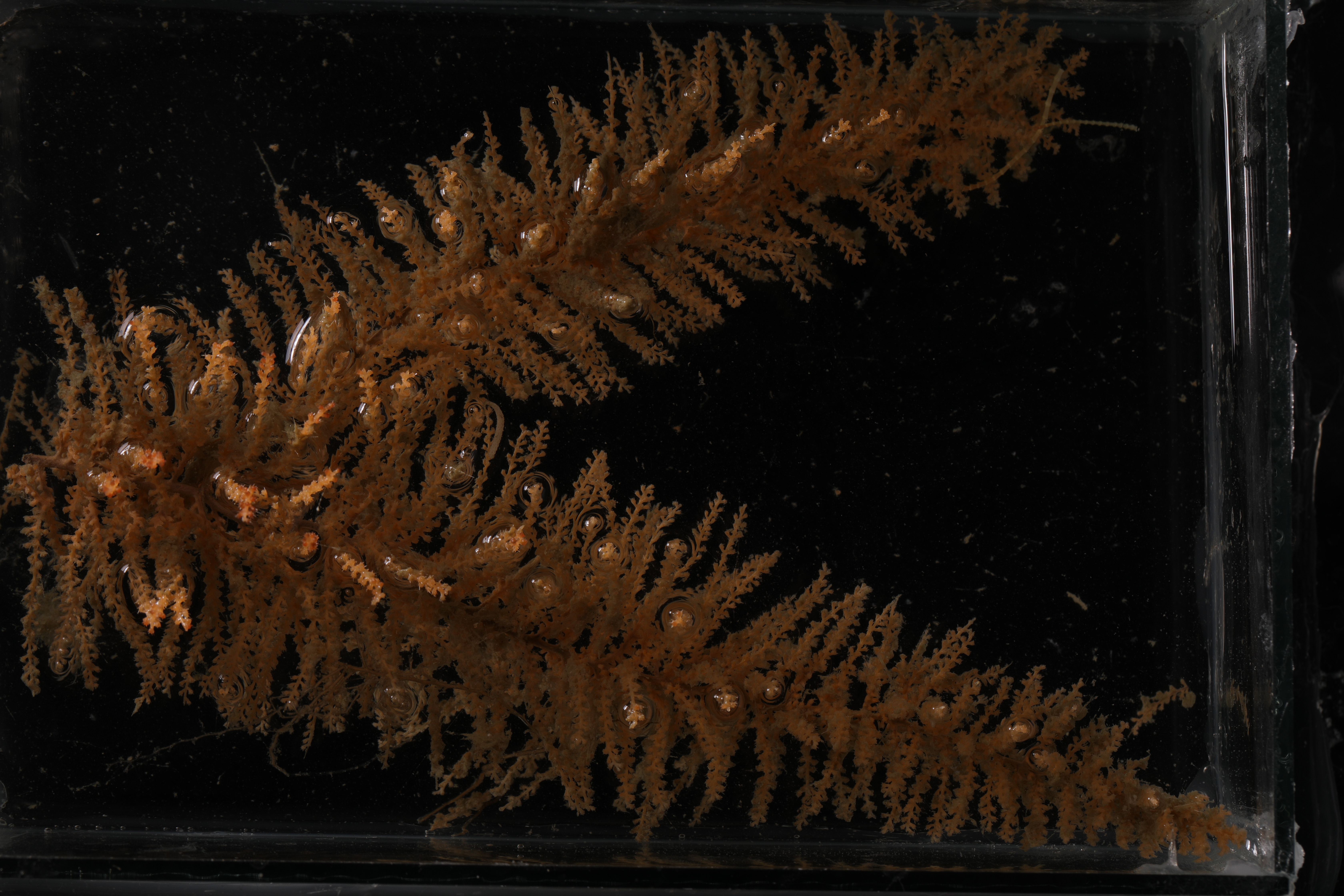Specimen media
