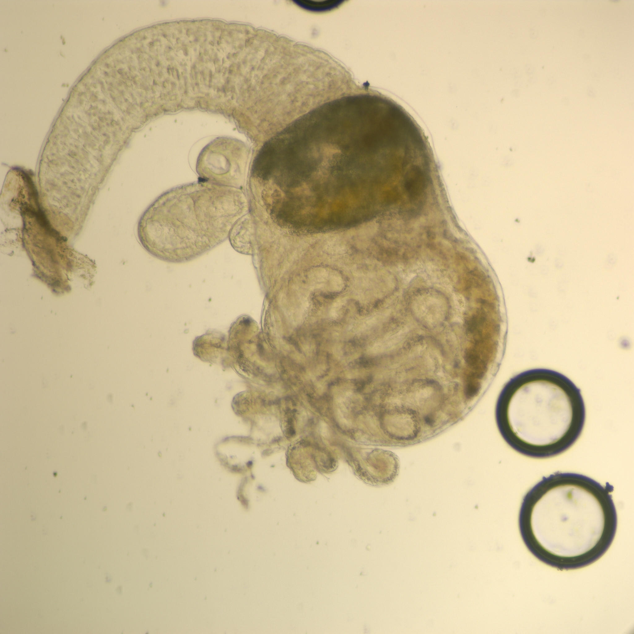 Specimen media