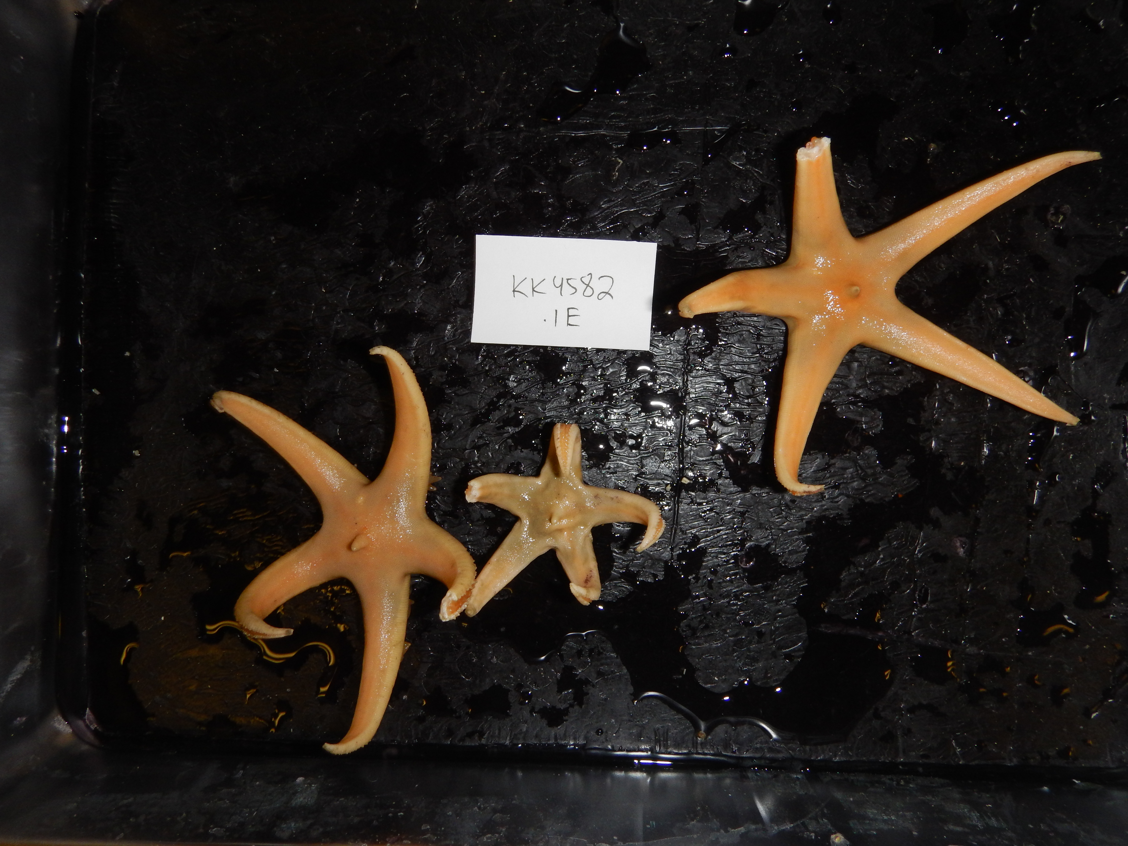 Bathybiaster loripes