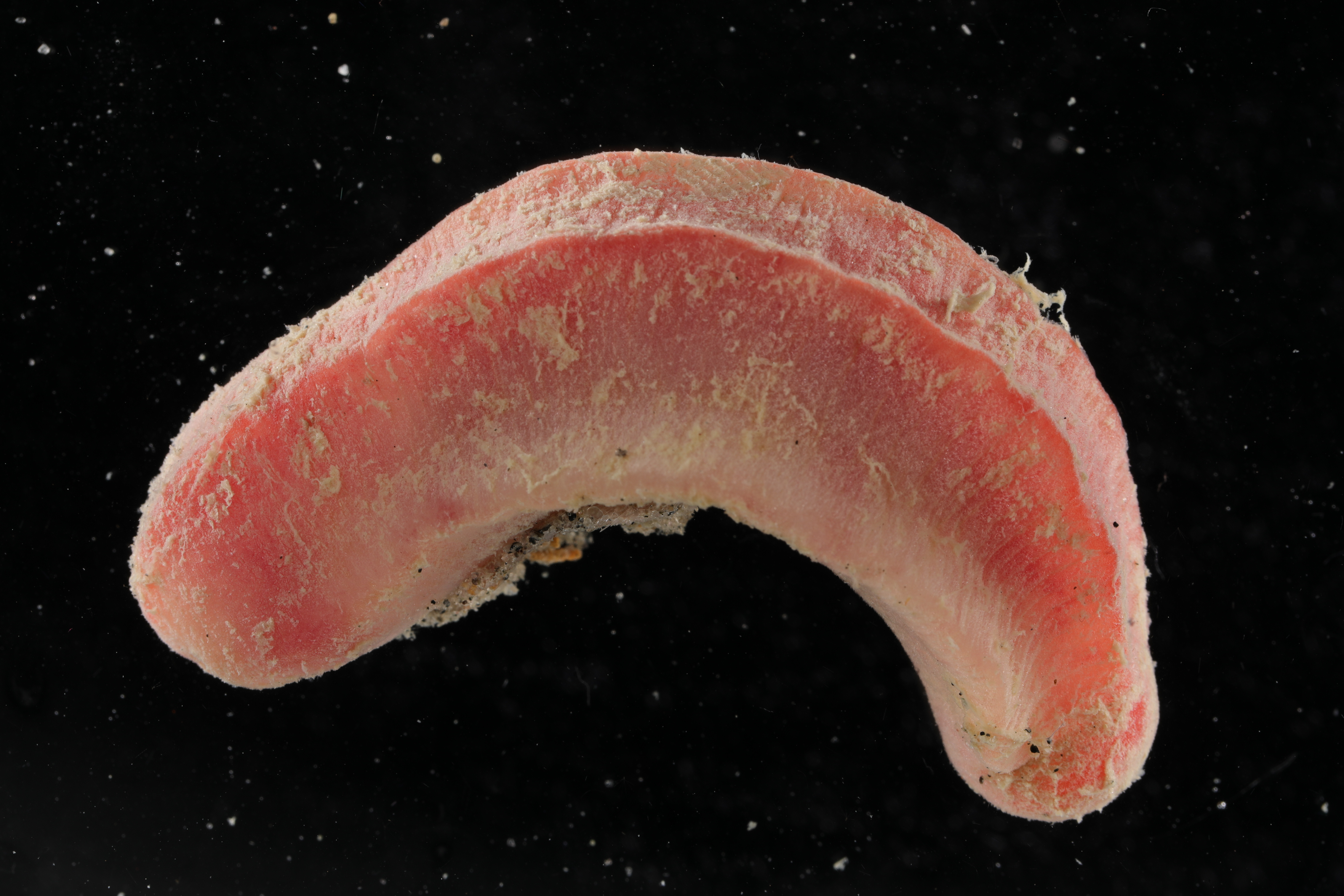 Neomenia megatrapezata