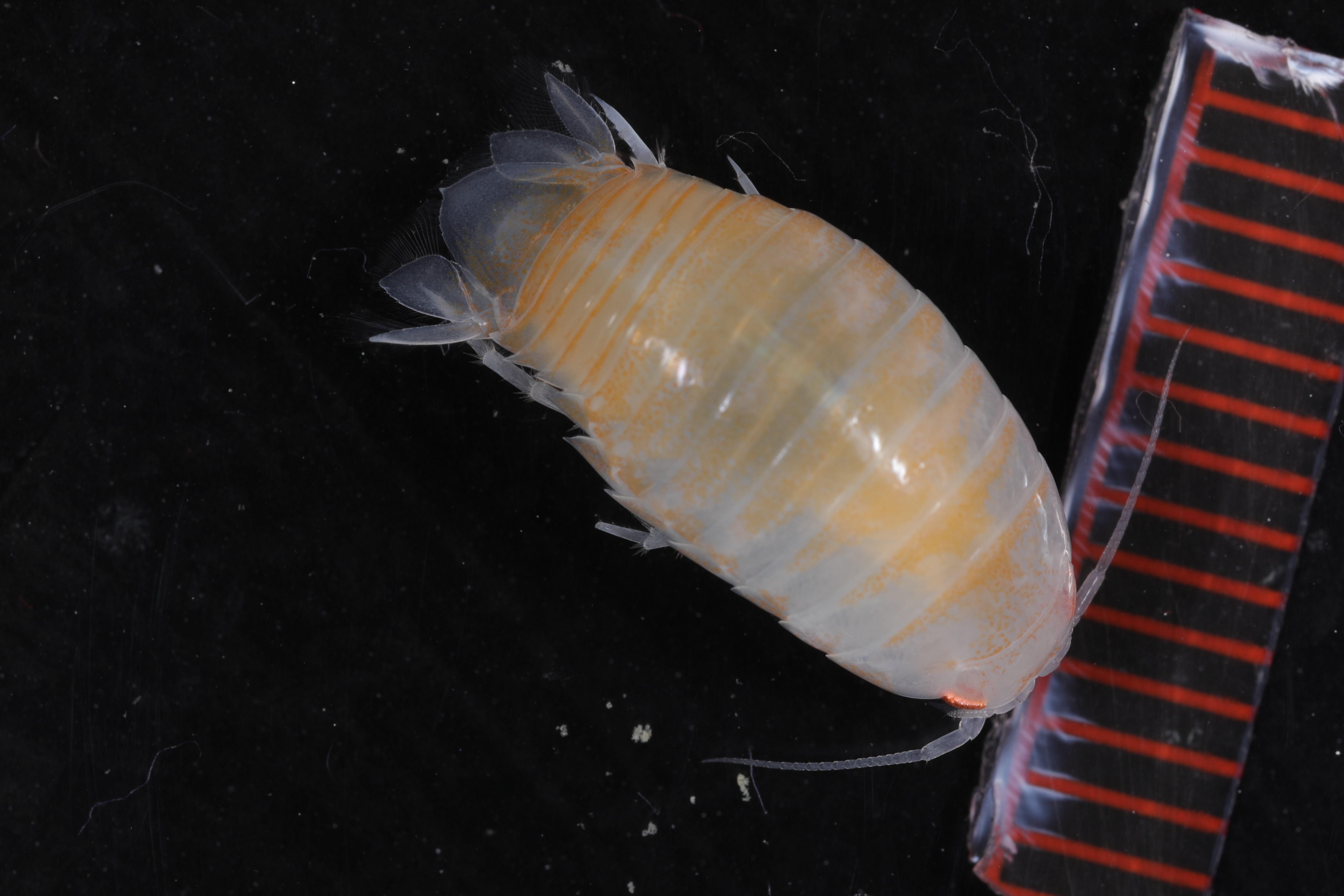 Natatolana meridionalis