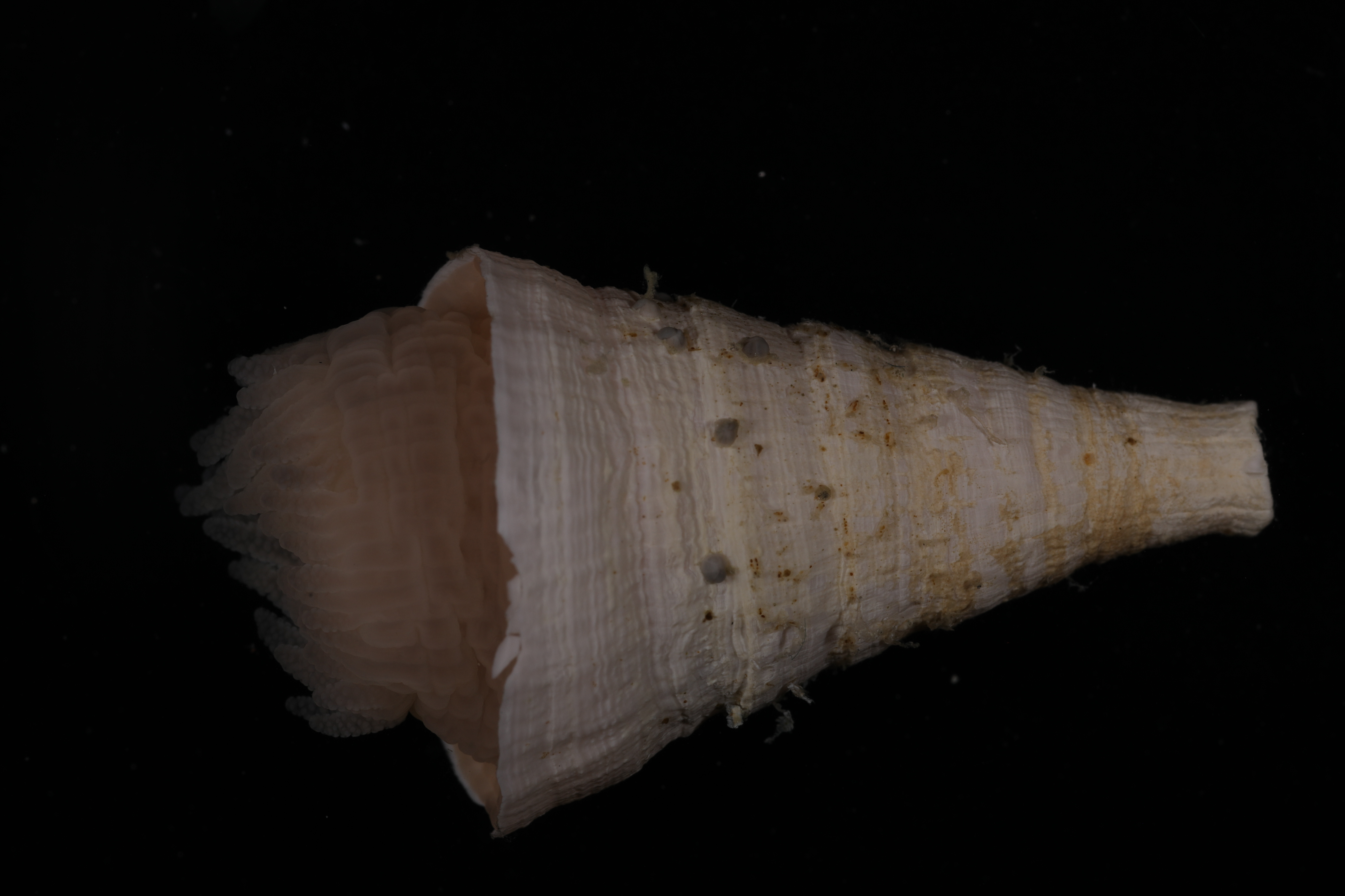 Caryophyllia antarctica