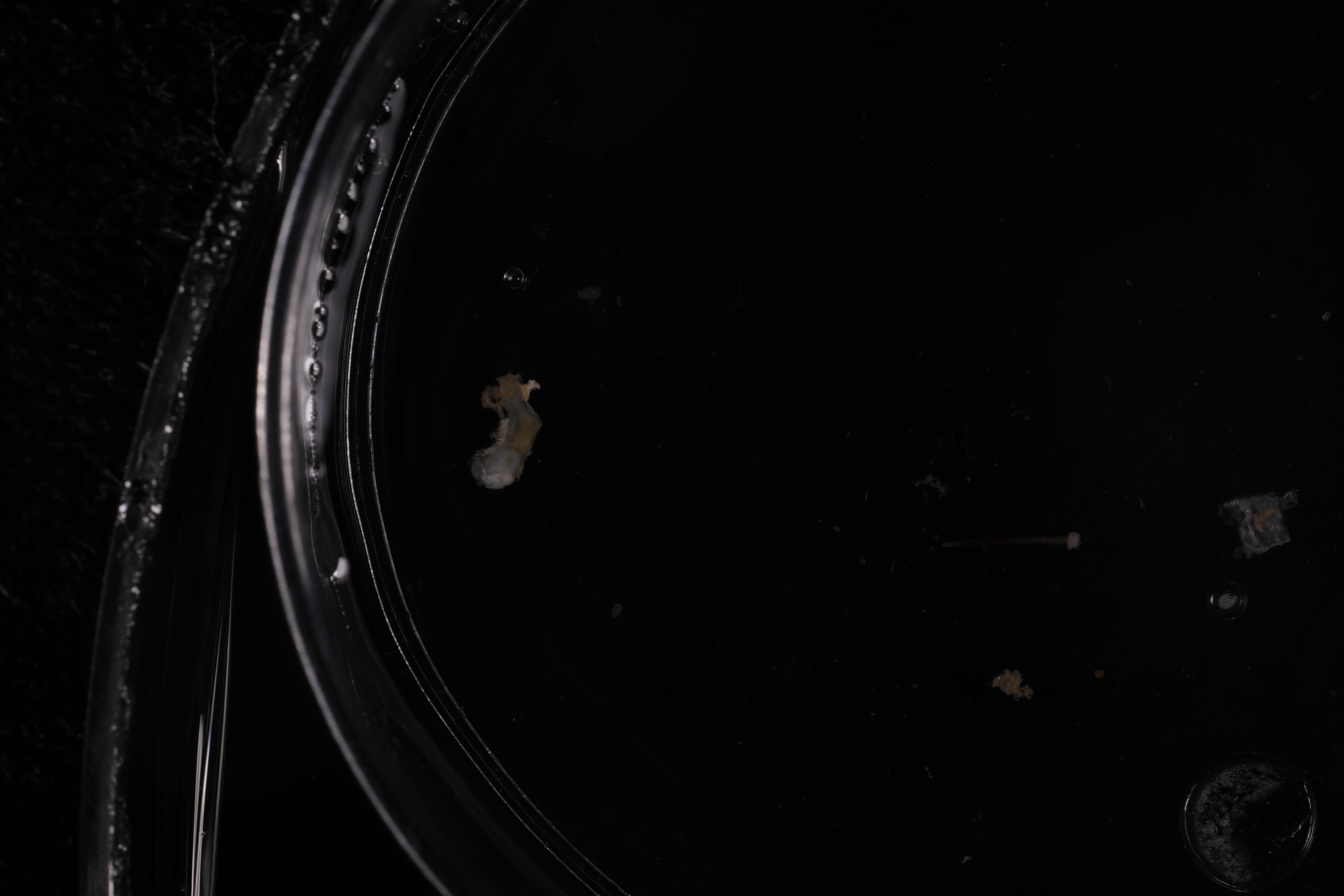 Specimen media