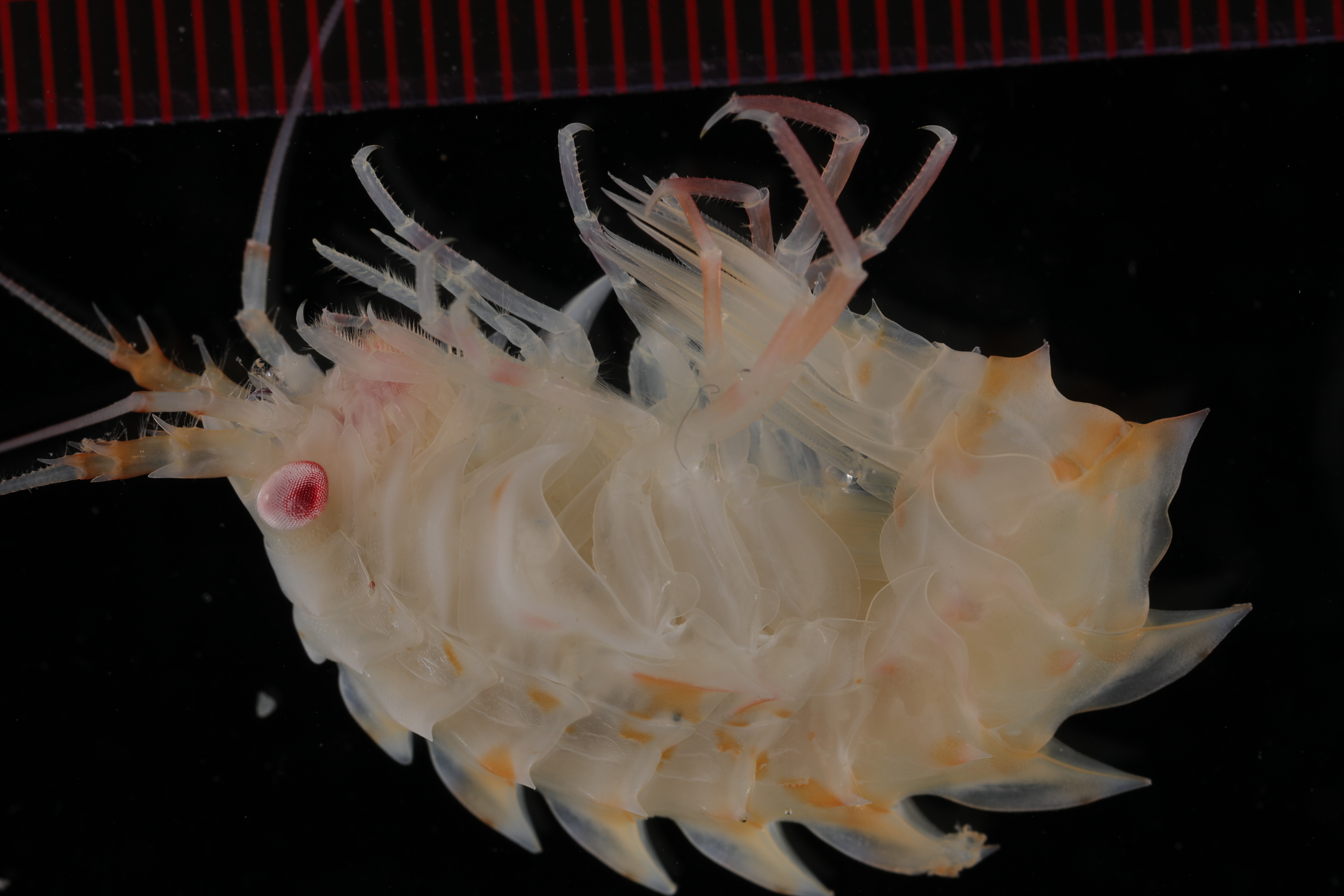 Specimen media