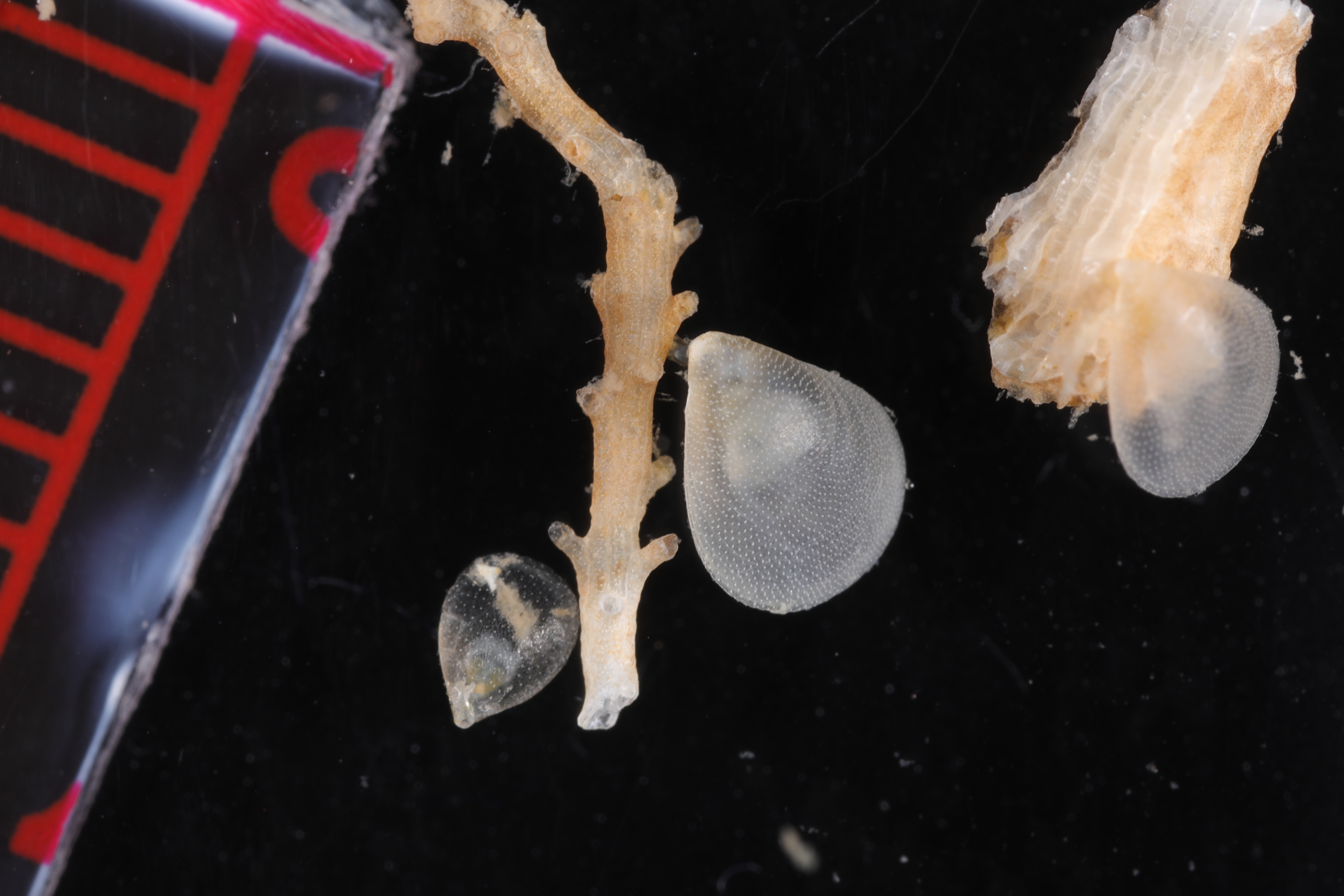 Specimen media