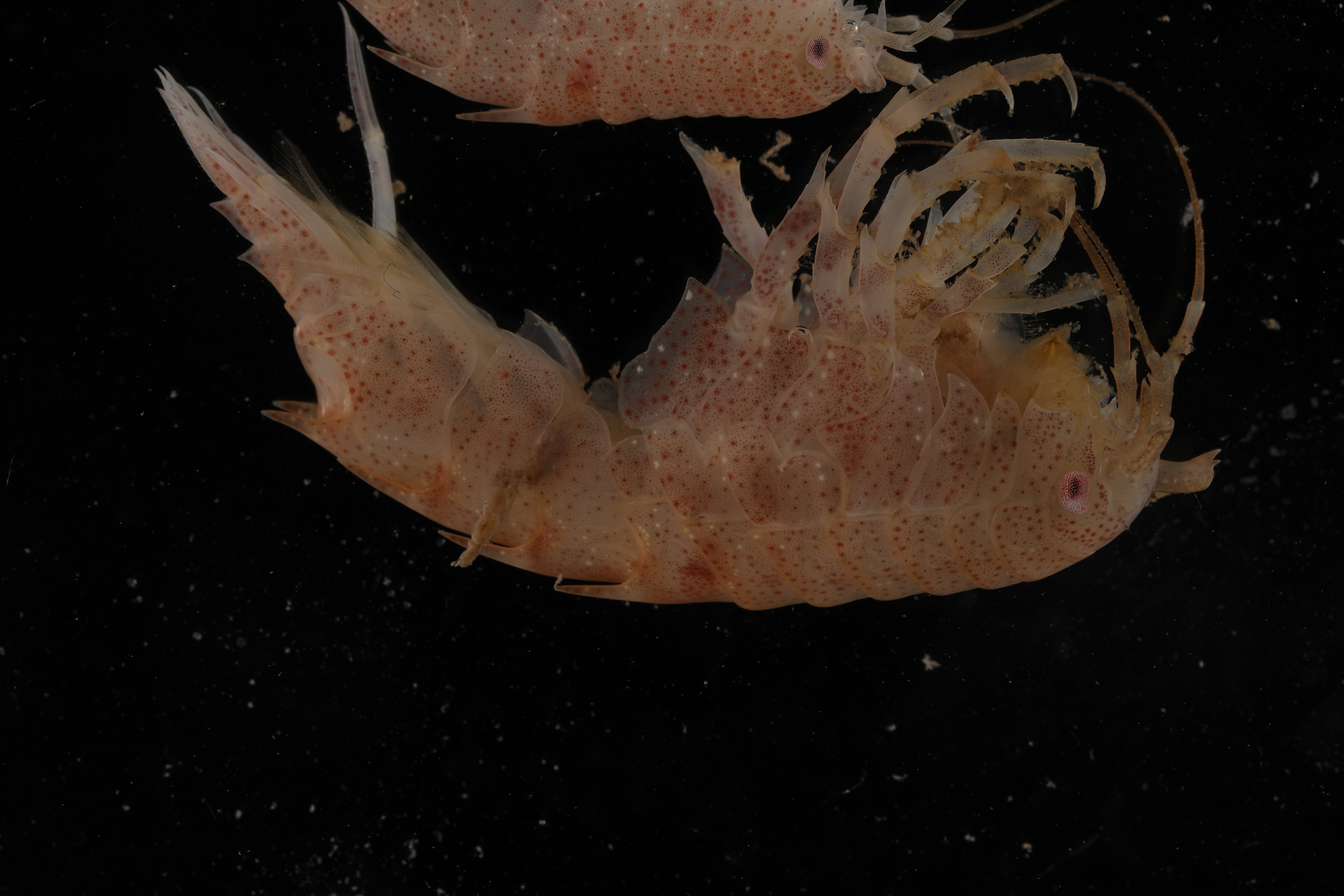 Gnathiphimedia mandibularis