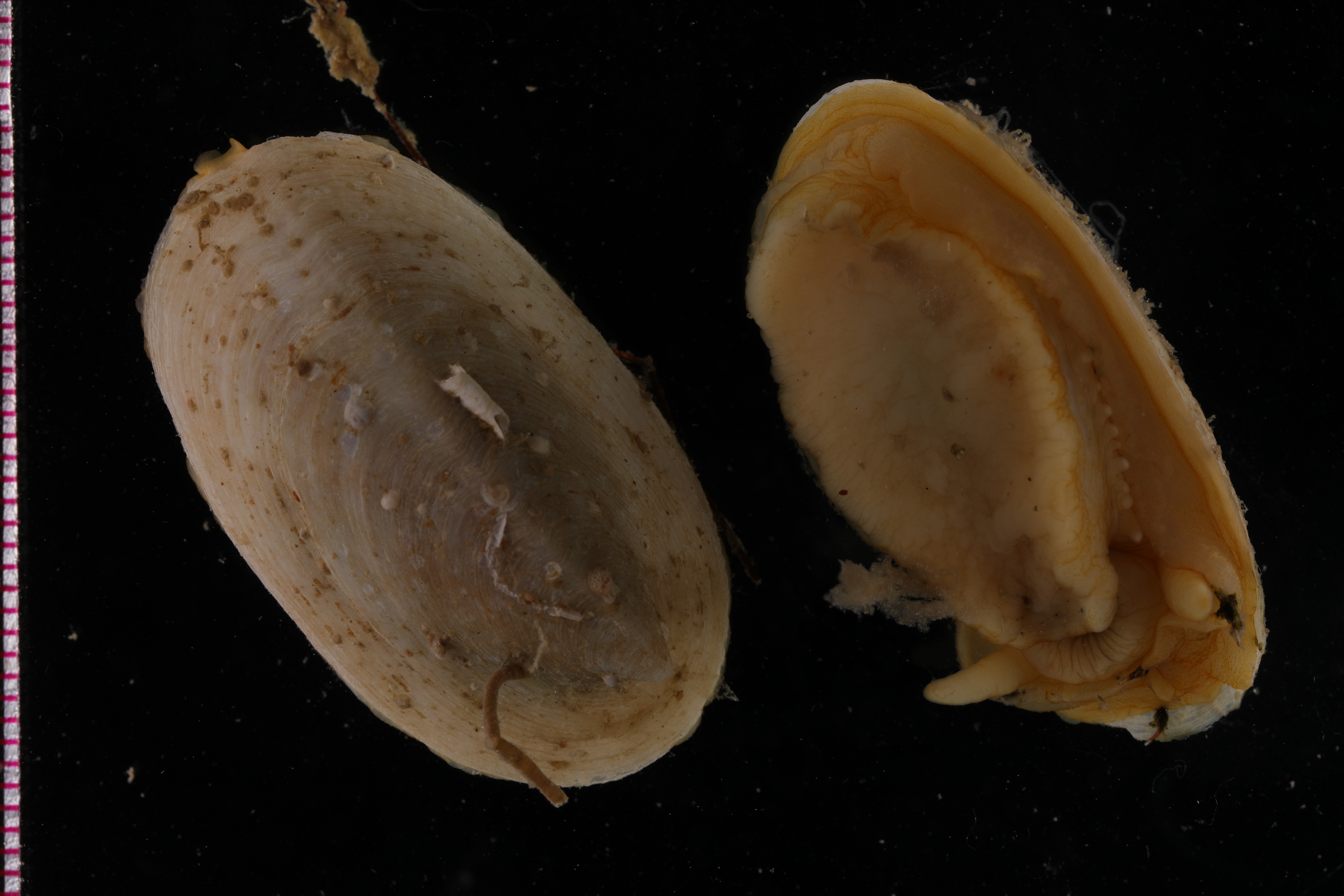 Parmaphorella mawsoni