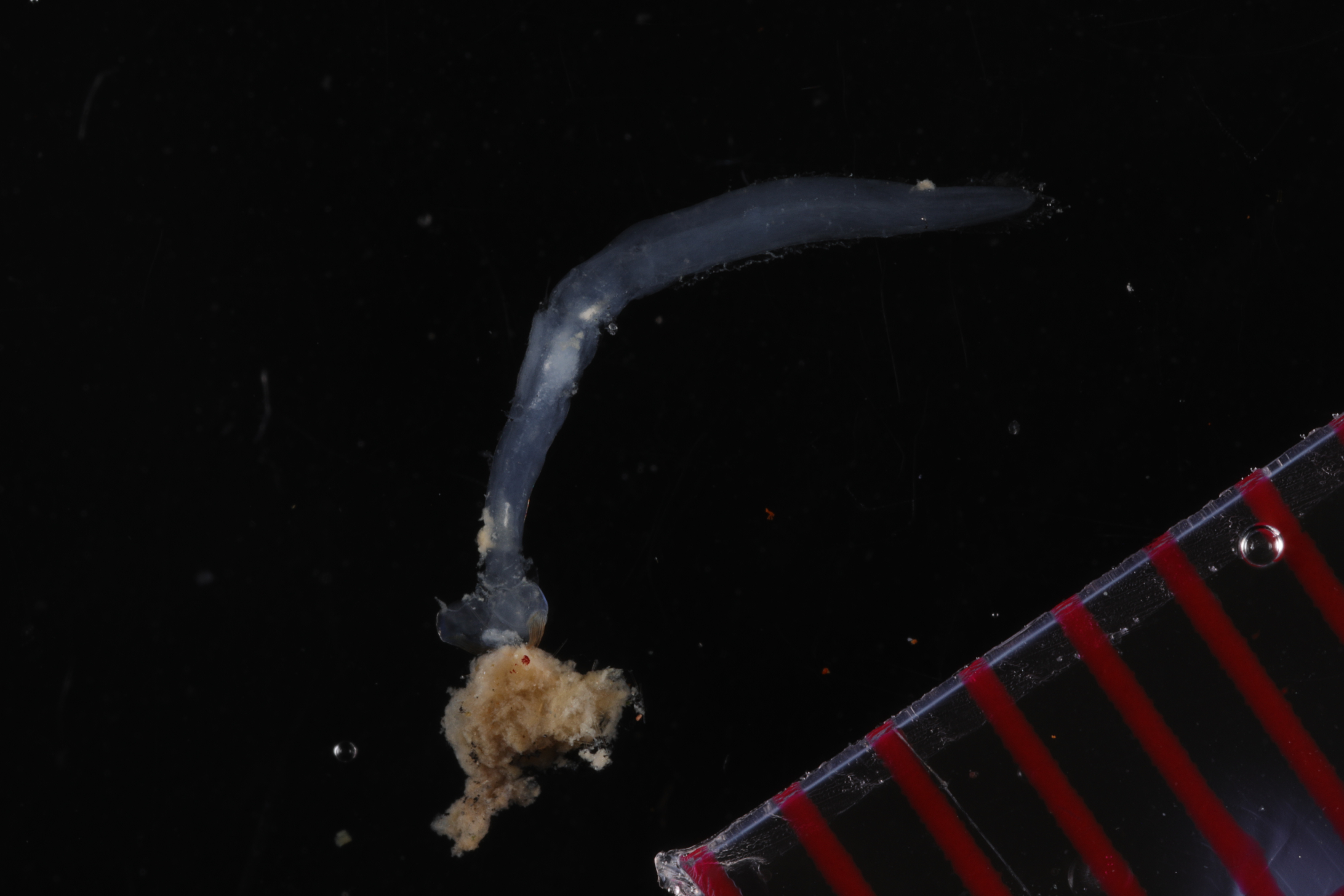Specimen media