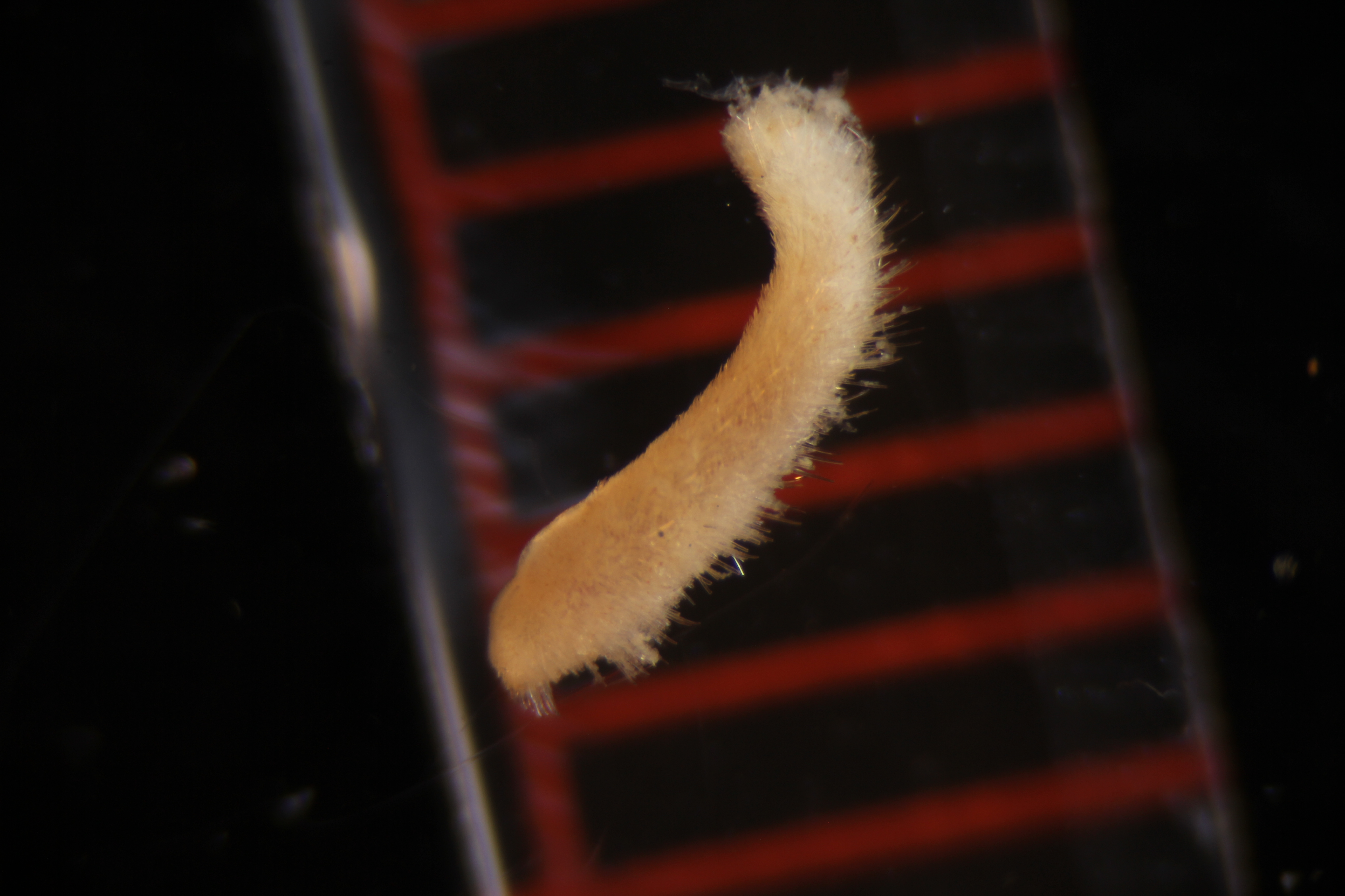 Specimen media