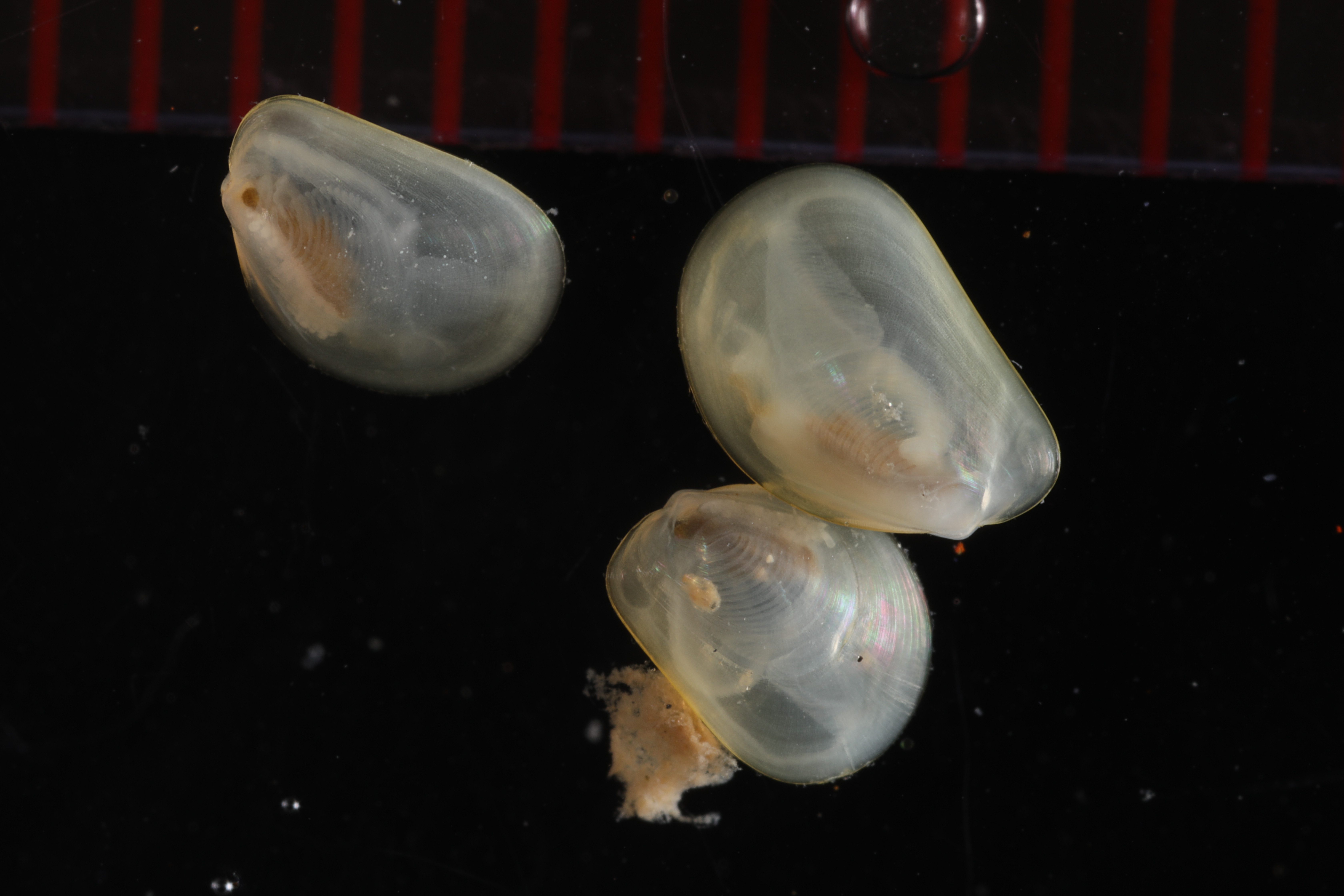 Specimen media