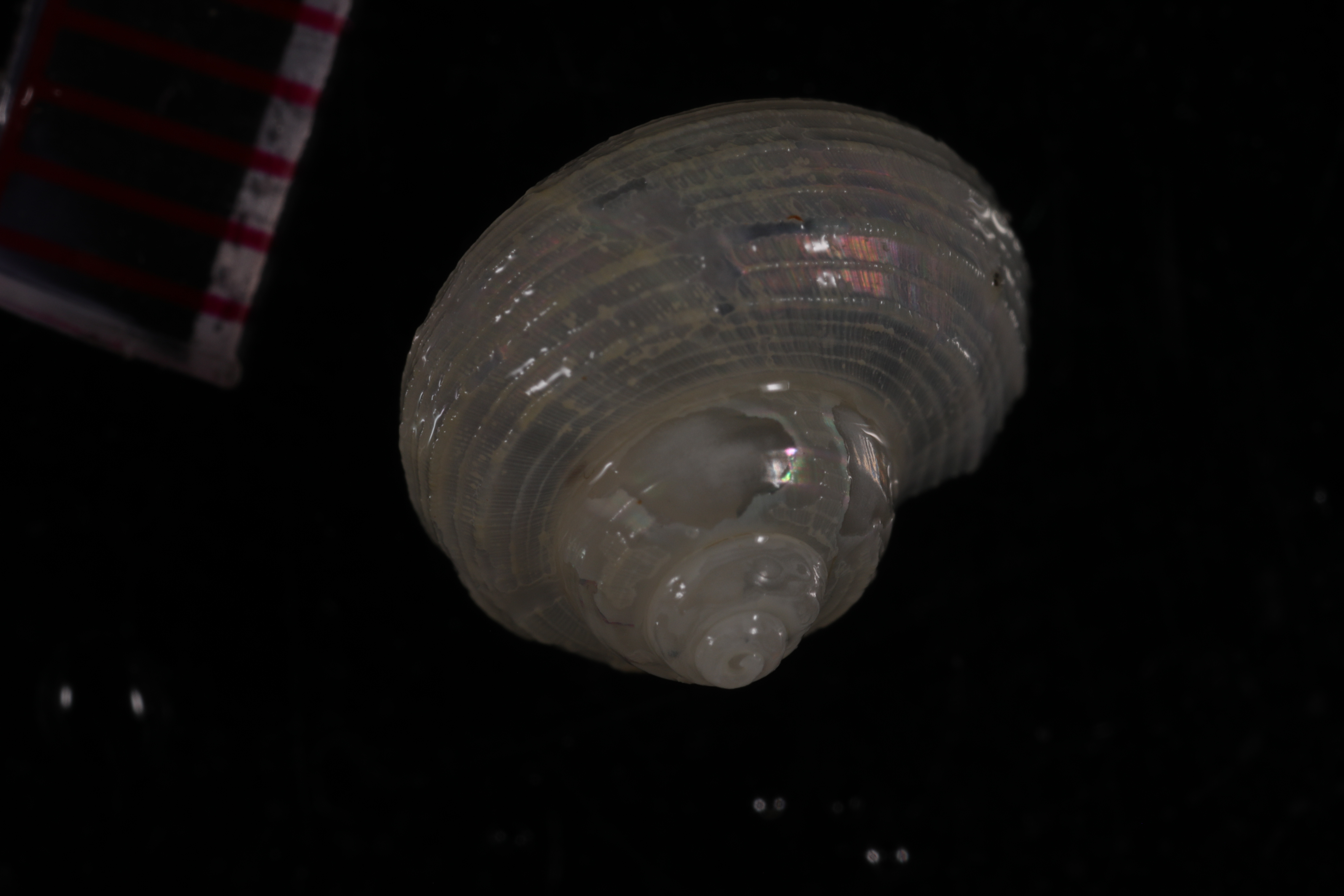 Antimargarita smithiana
