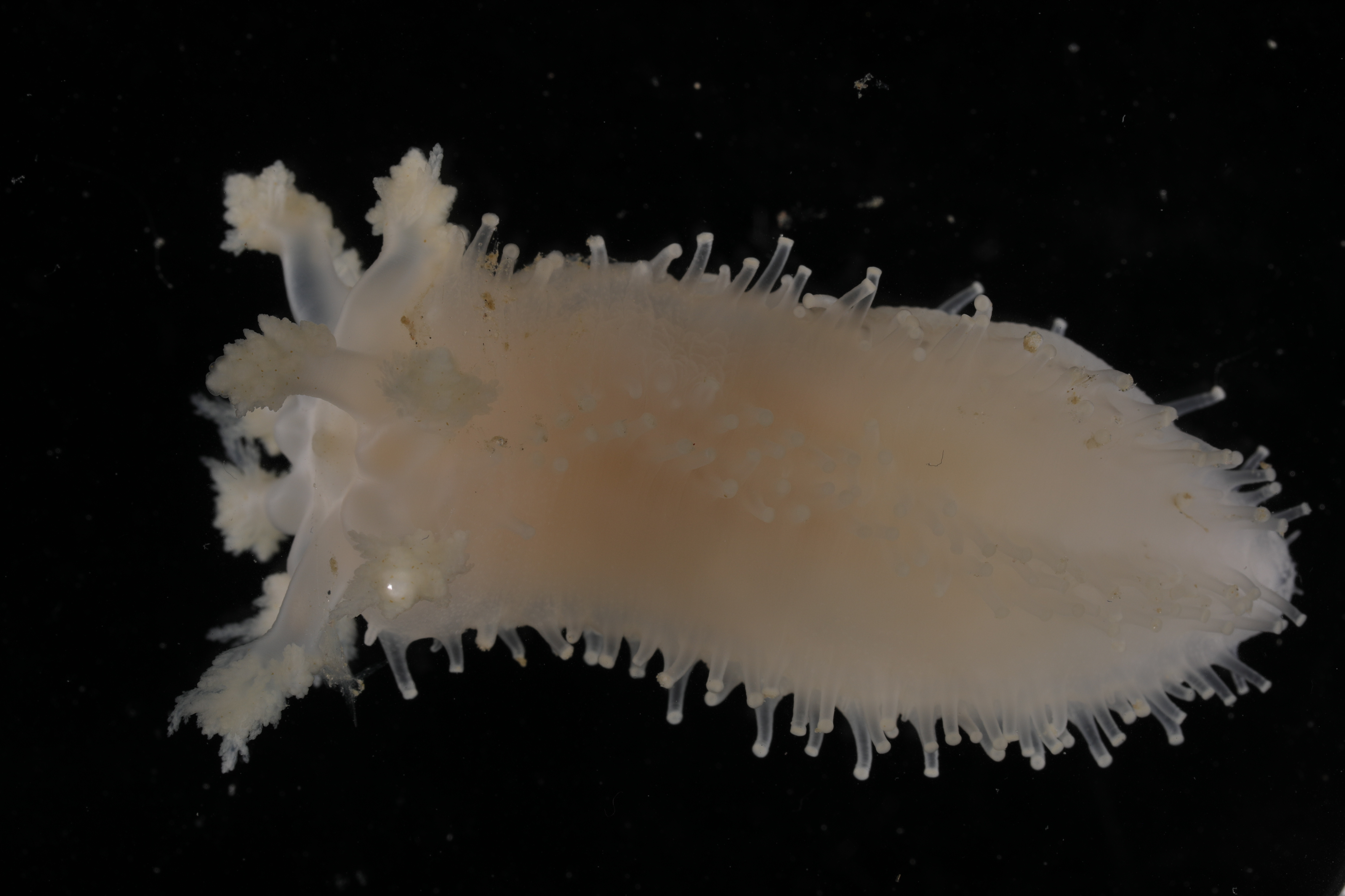 Specimen media
