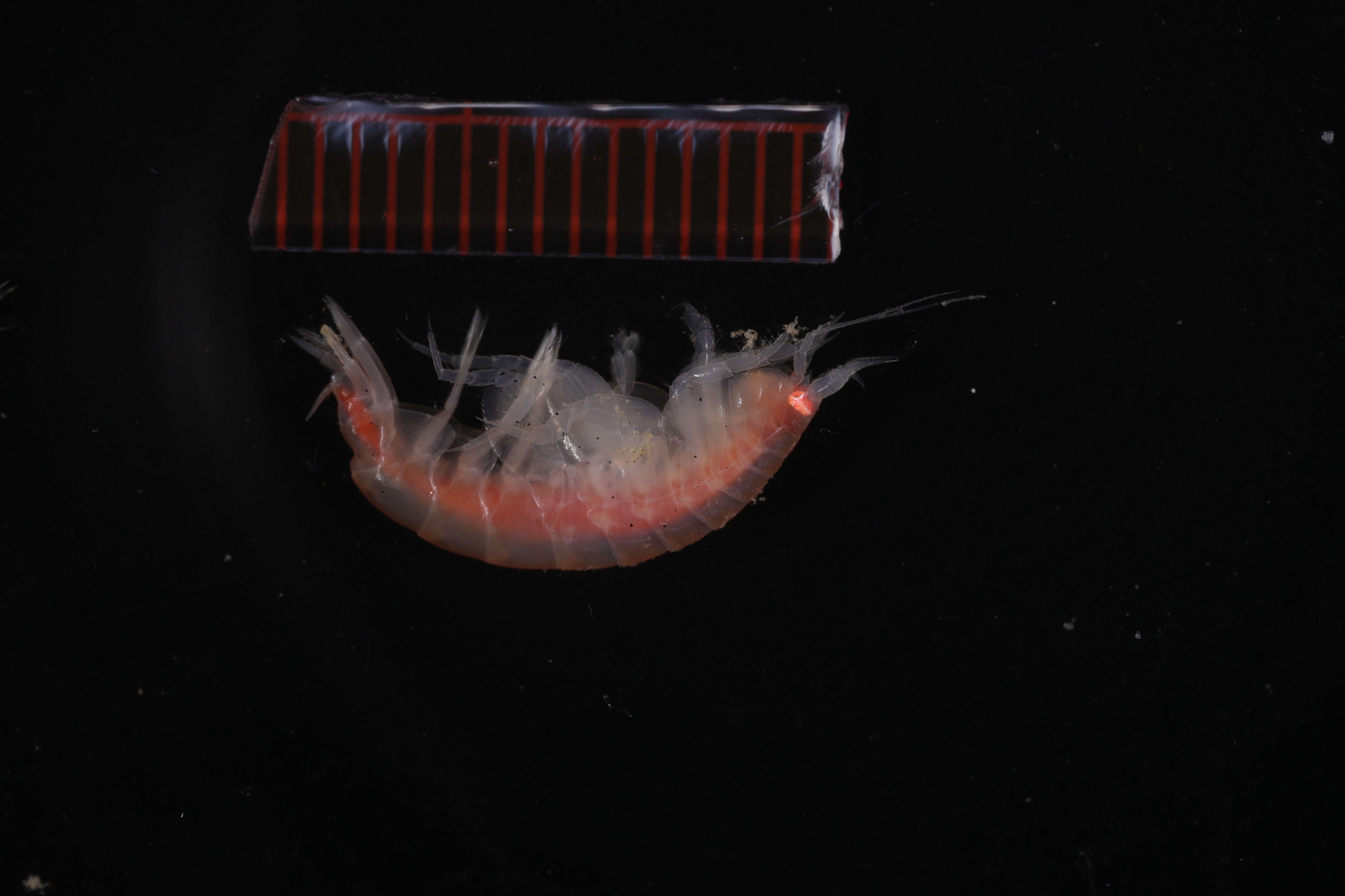 Specimen media