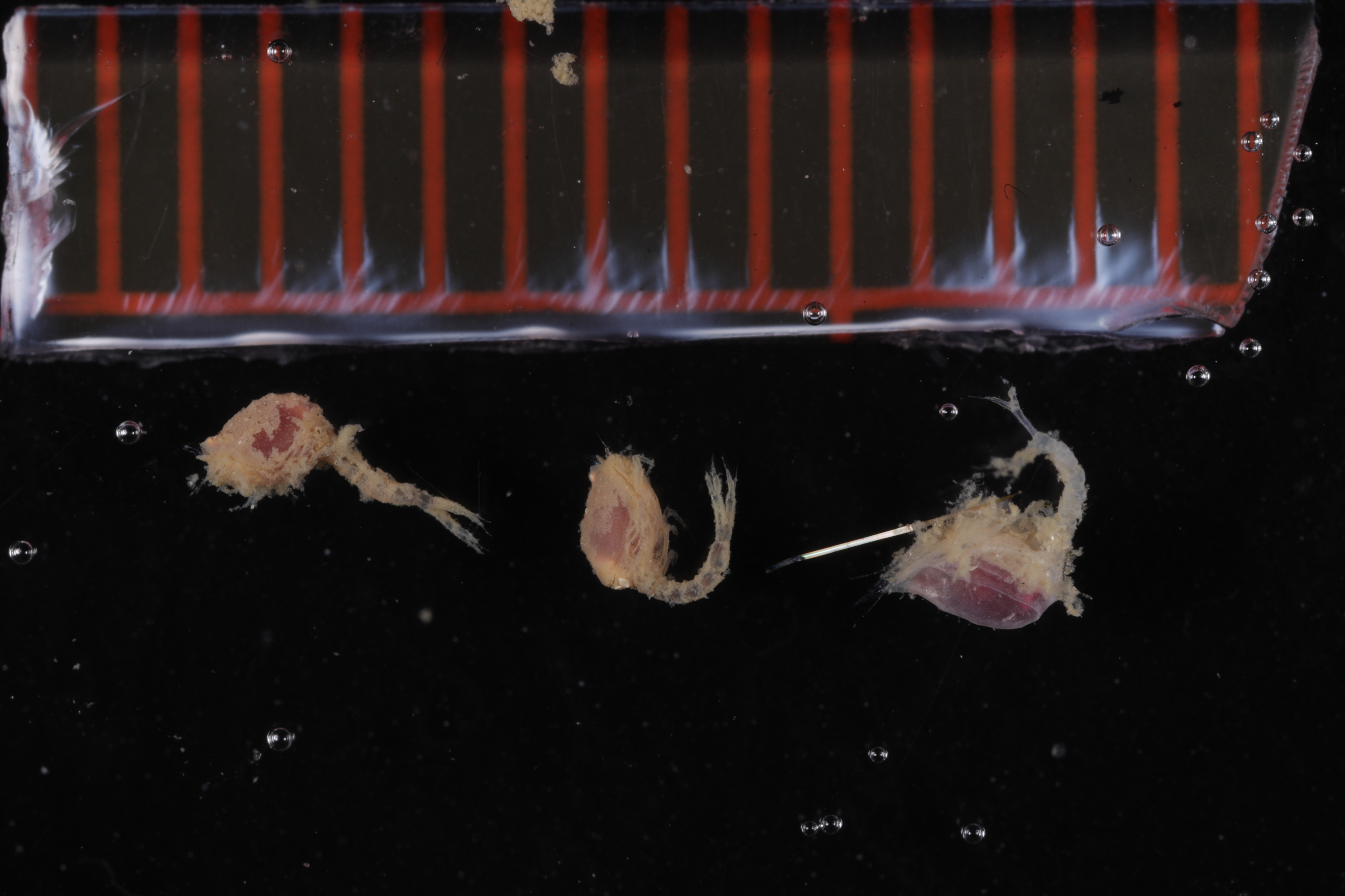 Specimen media