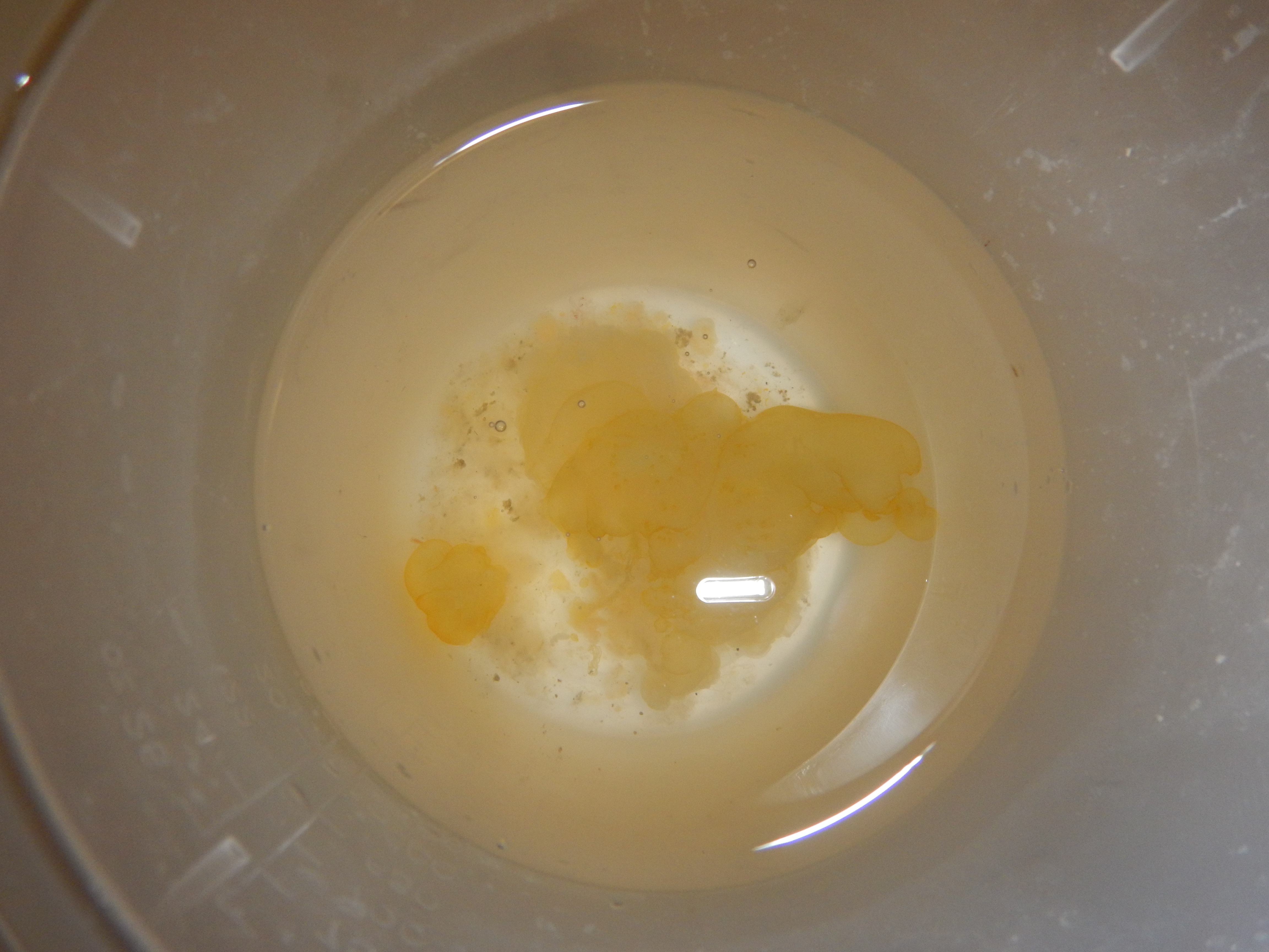 Lyrocteis flavopallidus