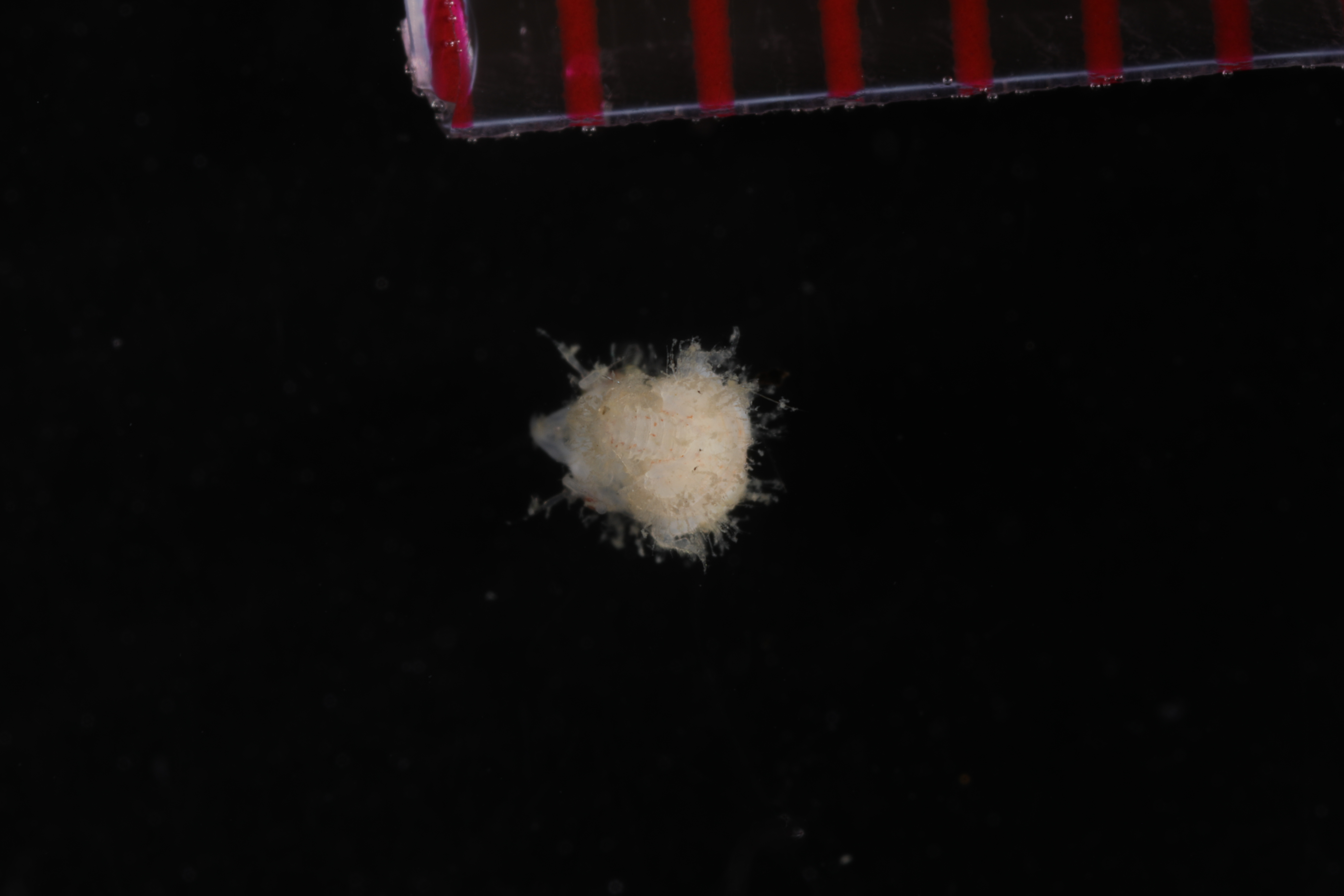Specimen media