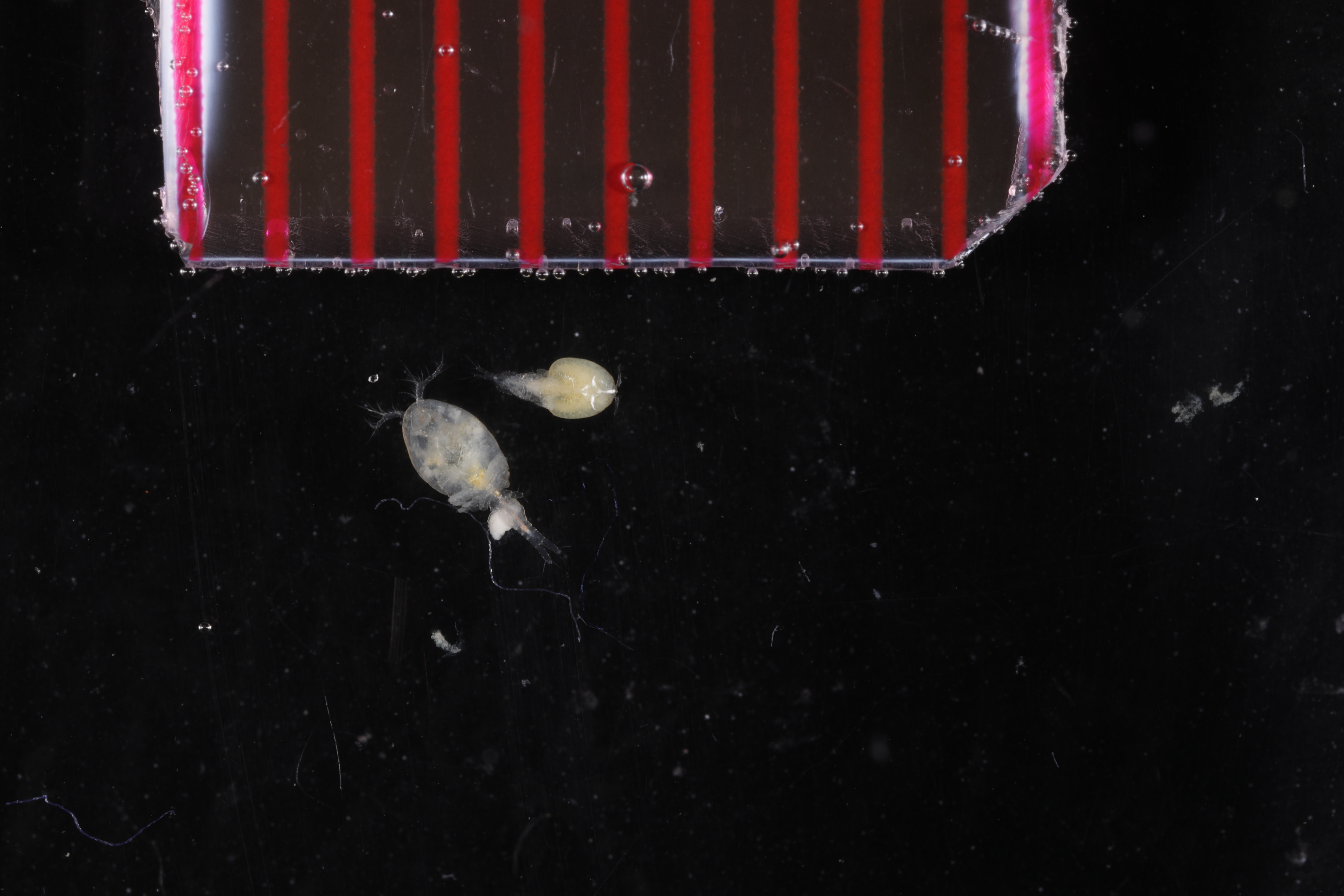 Specimen media
