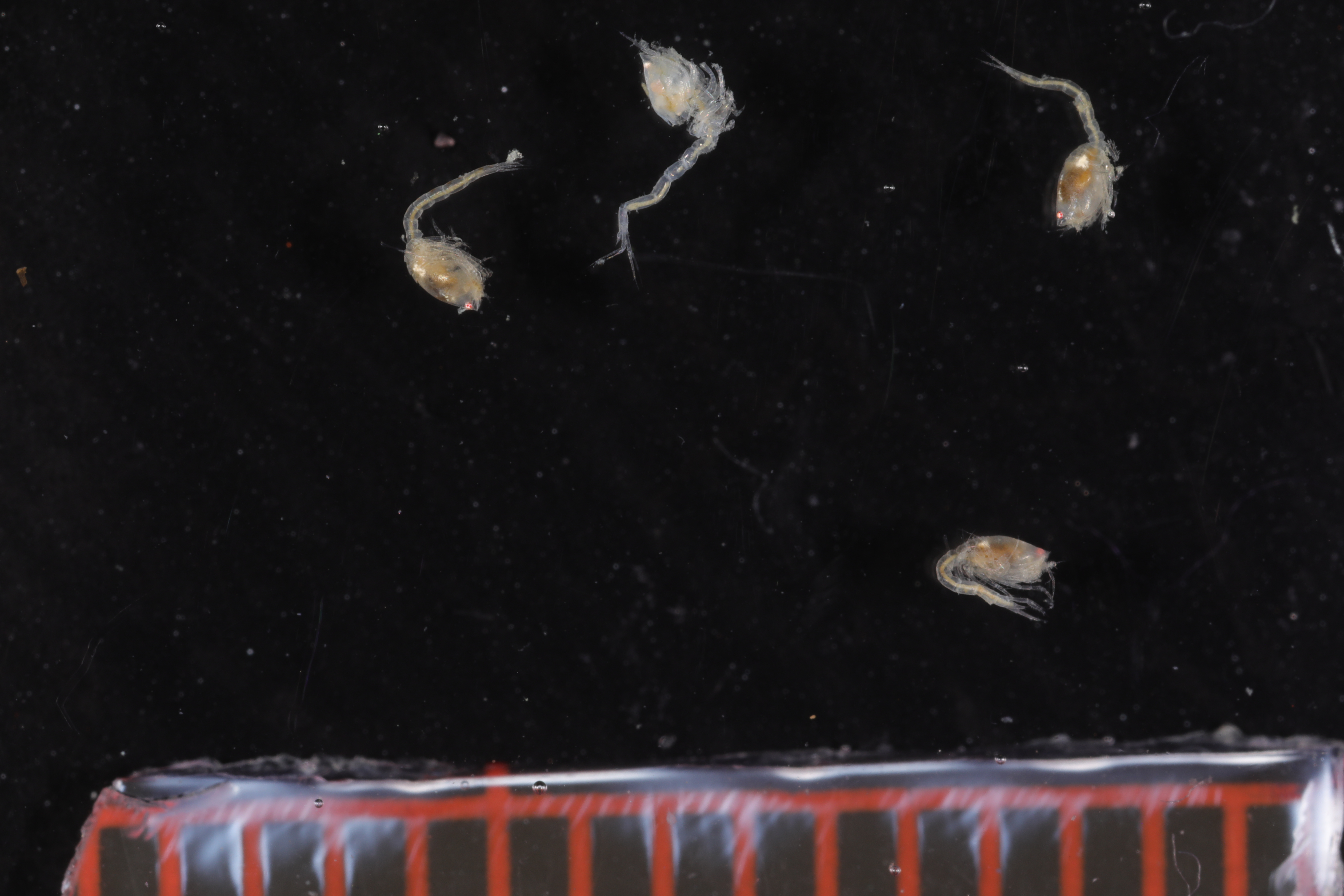 Specimen media