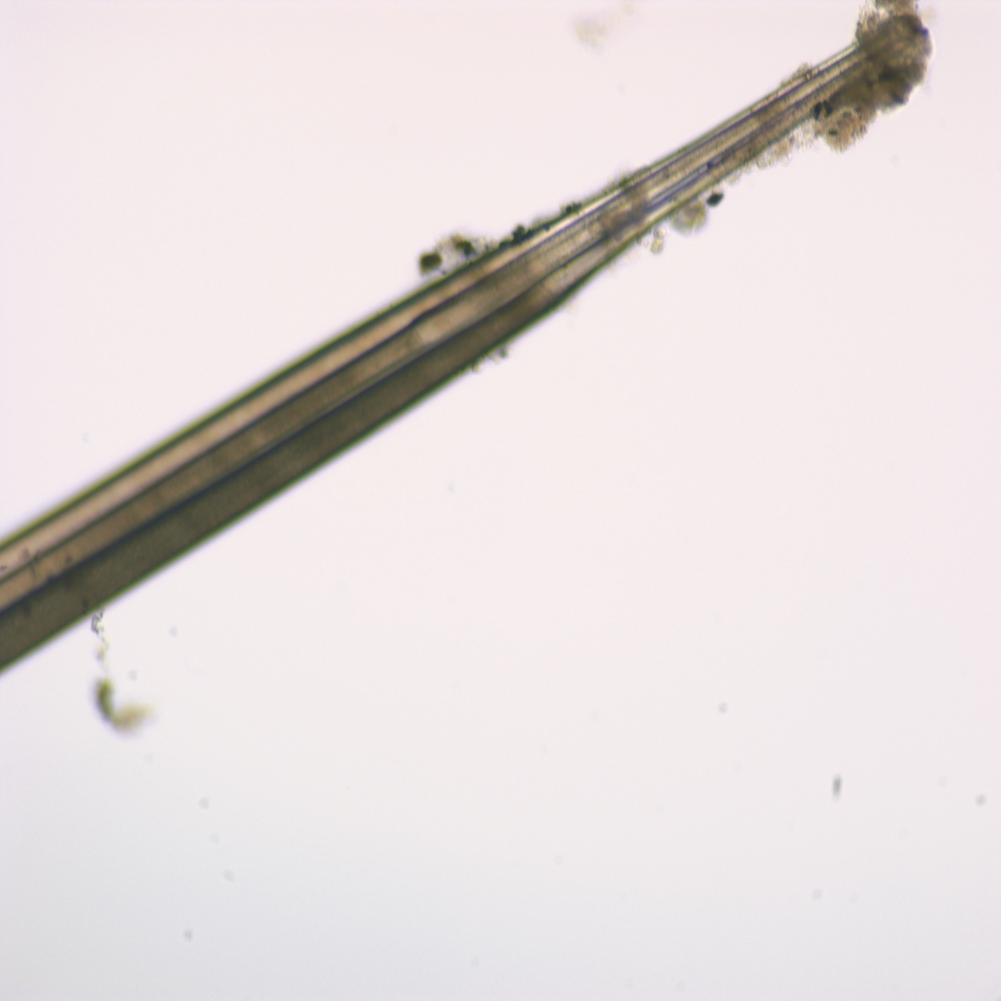 Specimen media