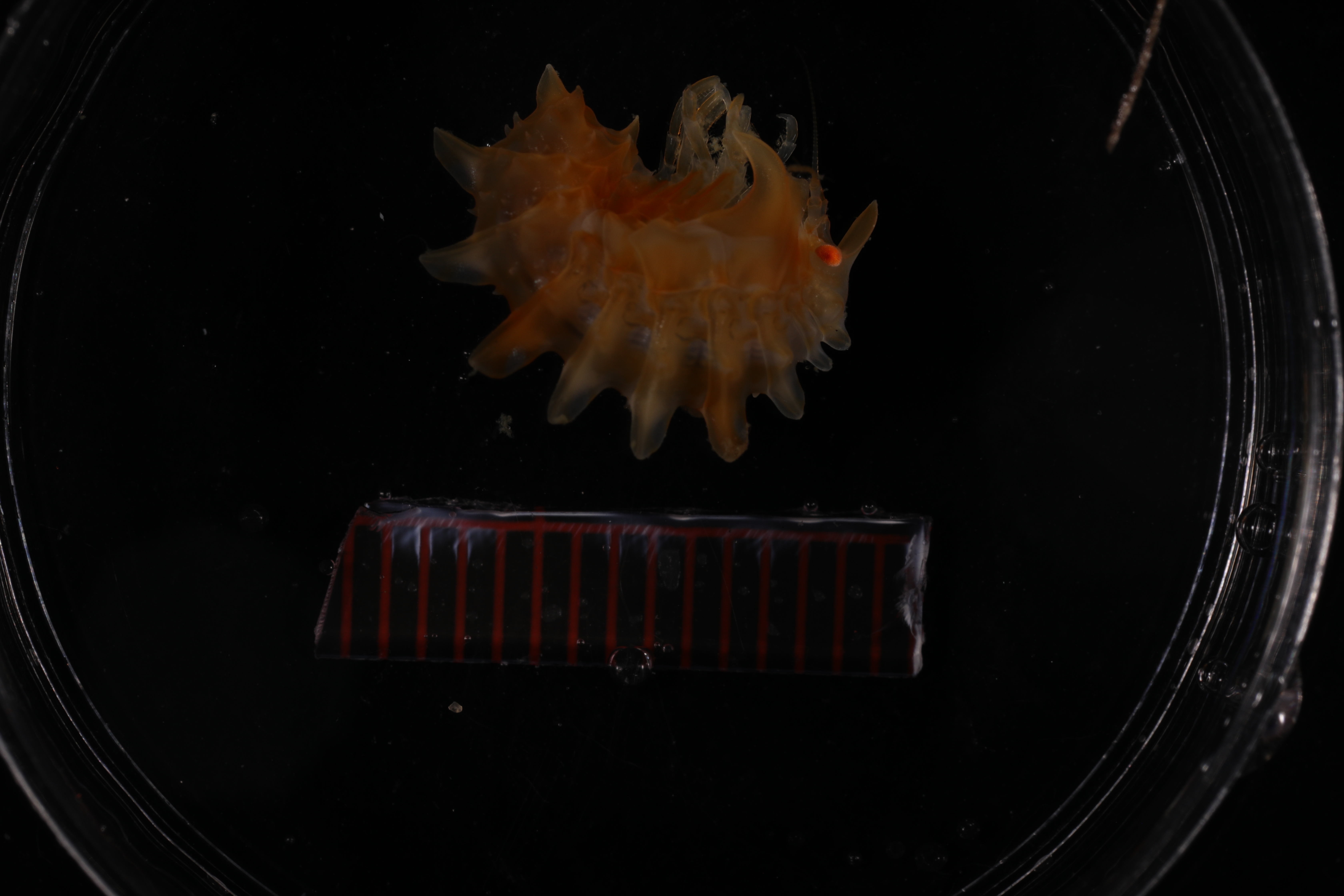 Epimeria grandirostris