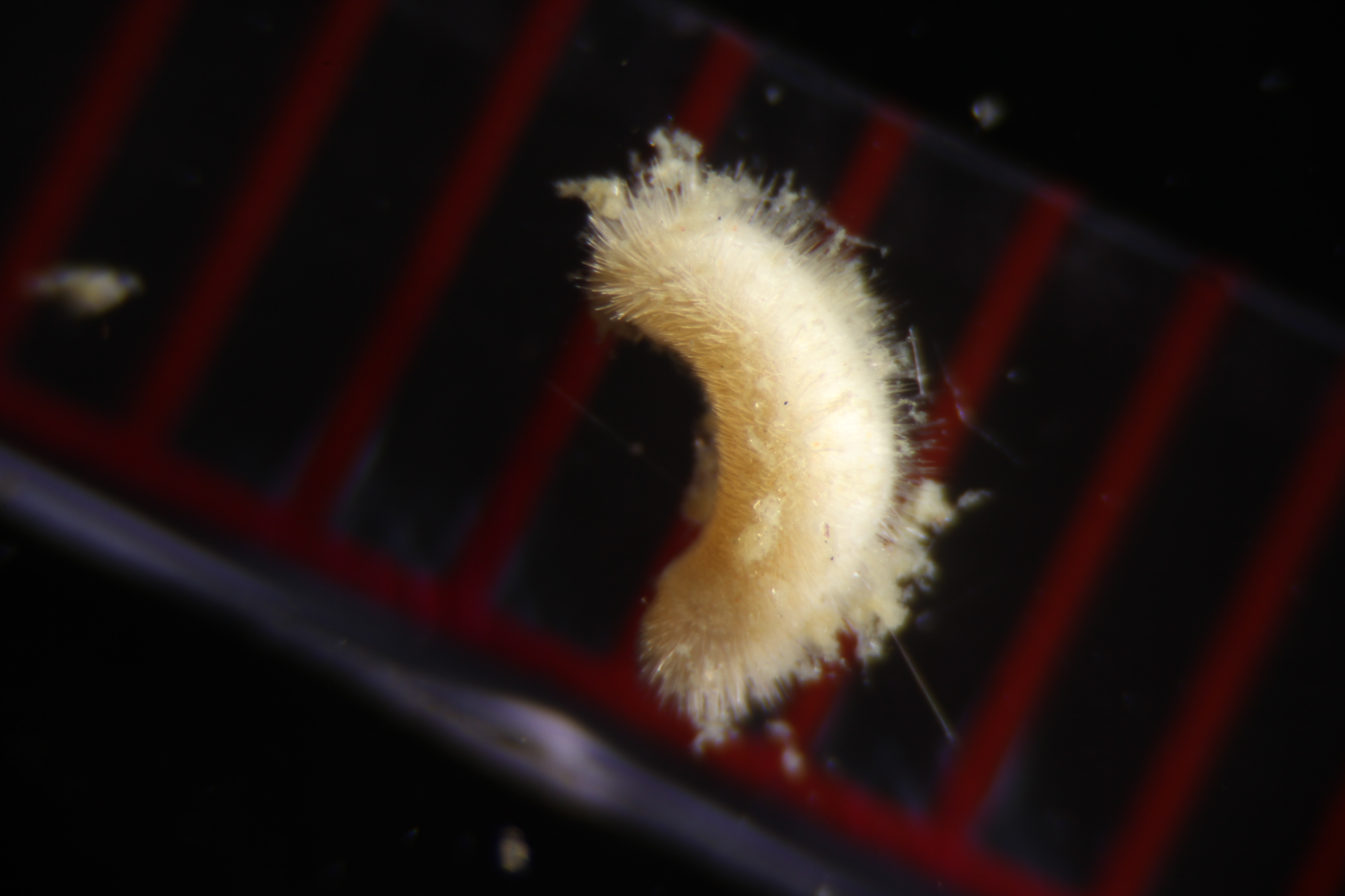 Specimen media