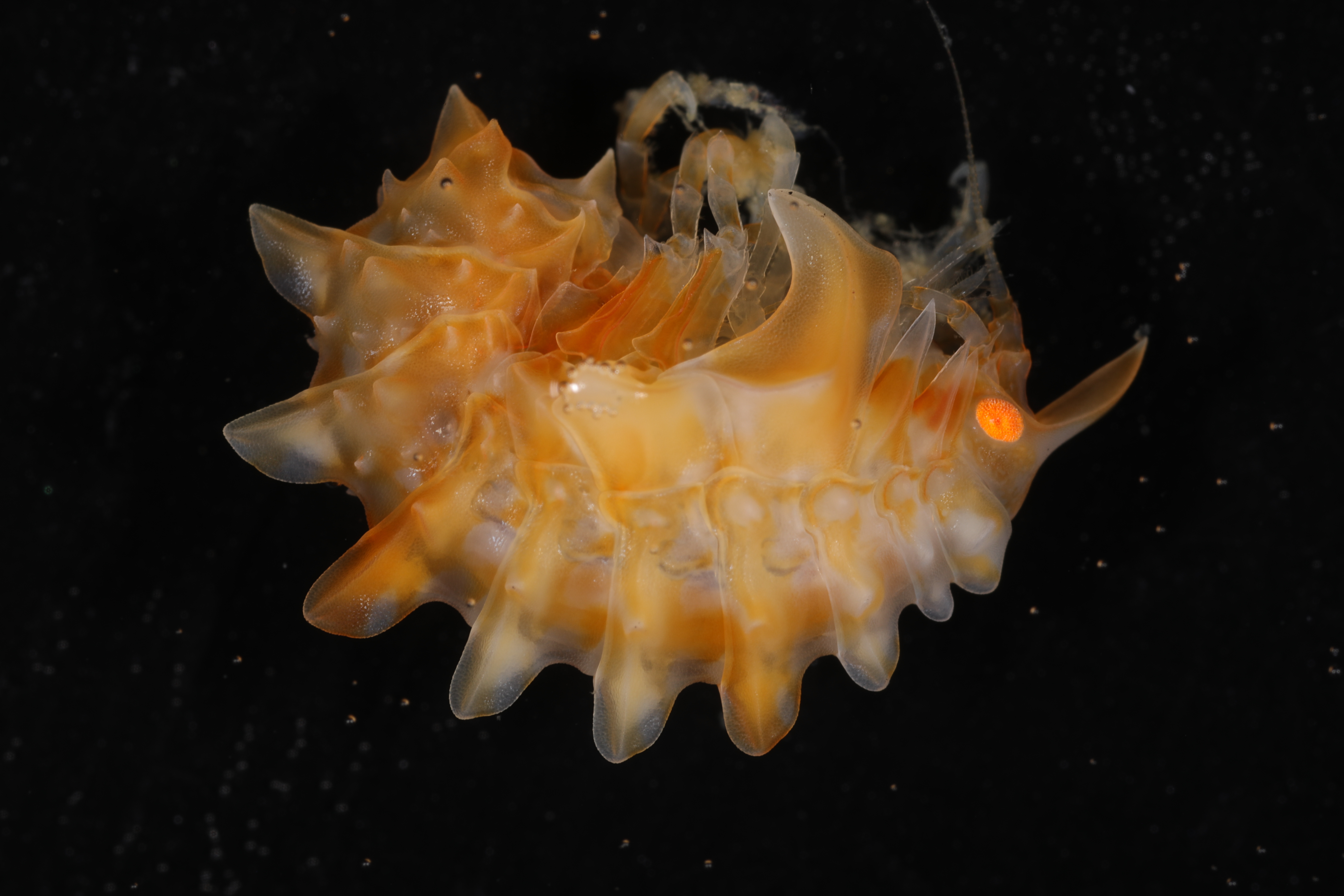 Epimeria grandirostris