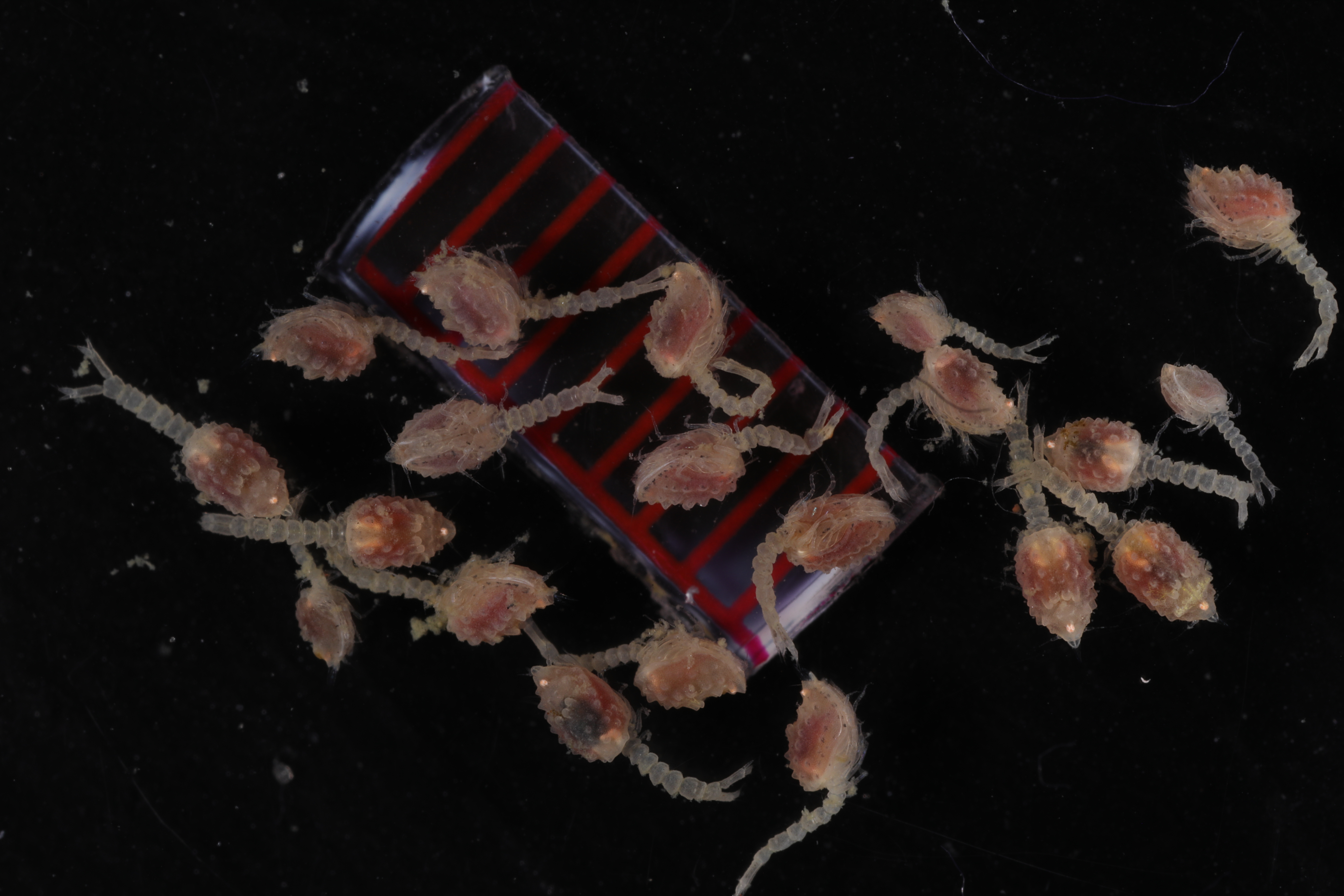 Specimen media