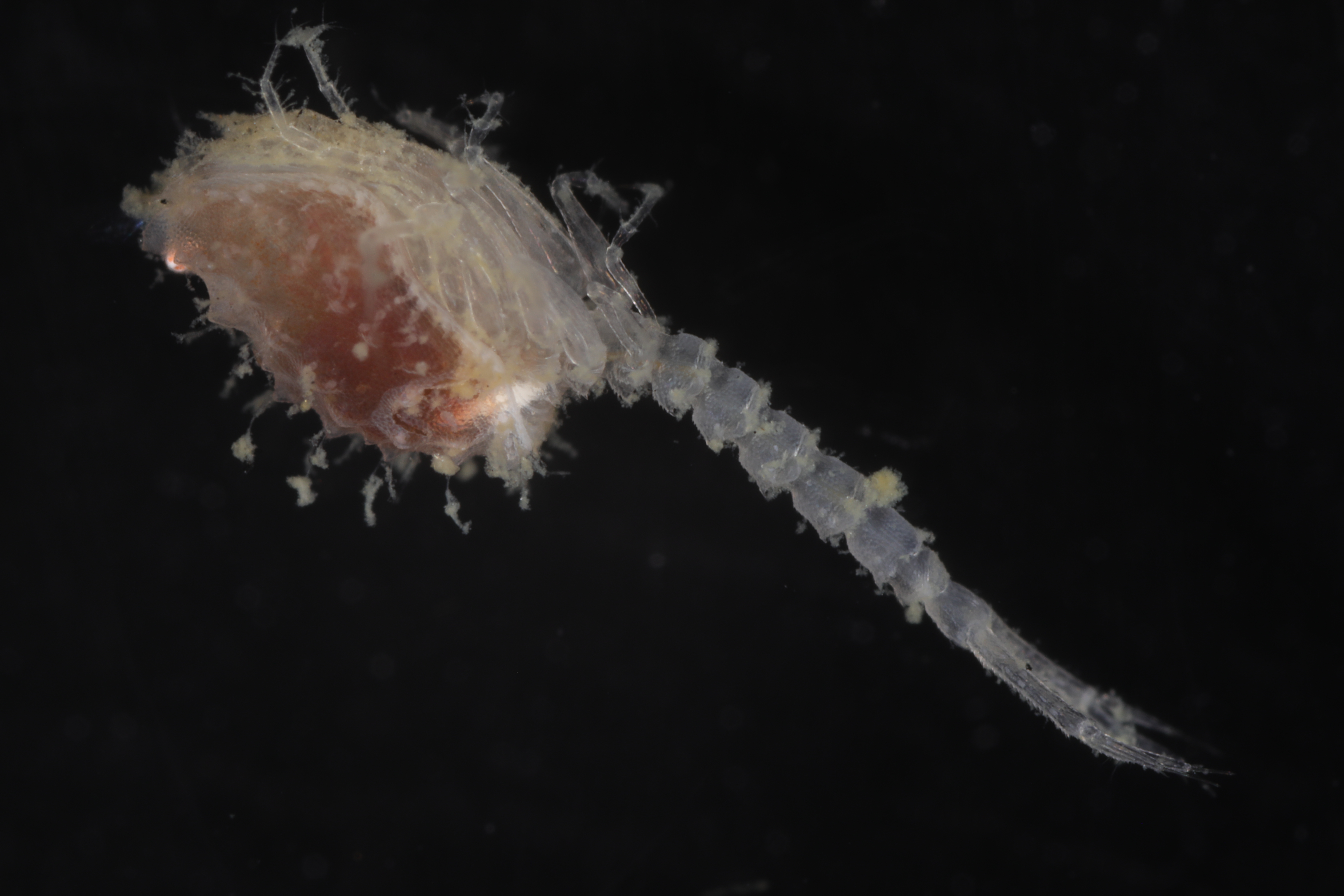 Specimen media